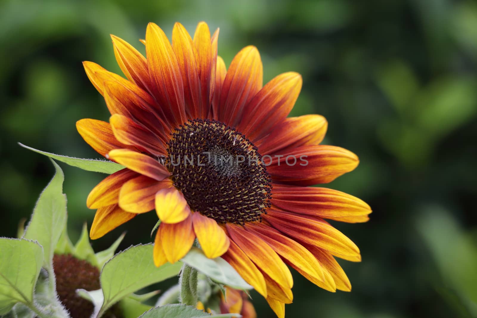 Beautiful sunflower (Helianthus annuus)  blooming in the summer months.  Its large flowerheads capture the attention of most.  It is commonly grown as a crop  for its edible oil and edible fruits. 