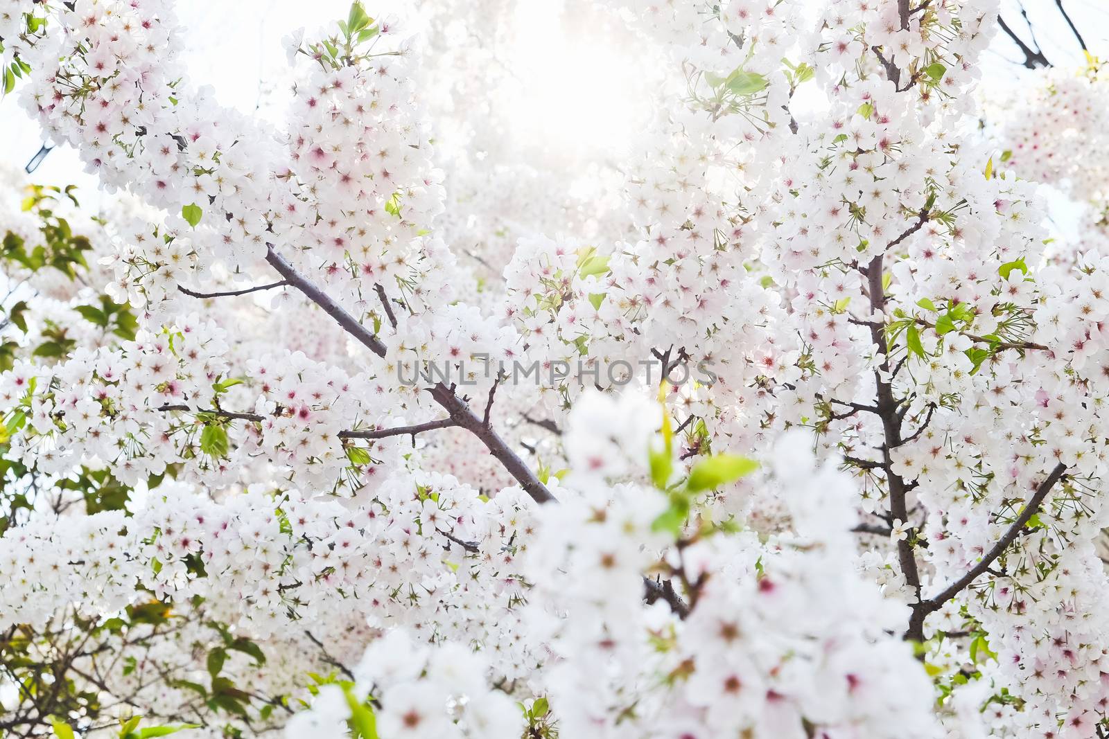 Cherry blossom season in Tokyo Japan