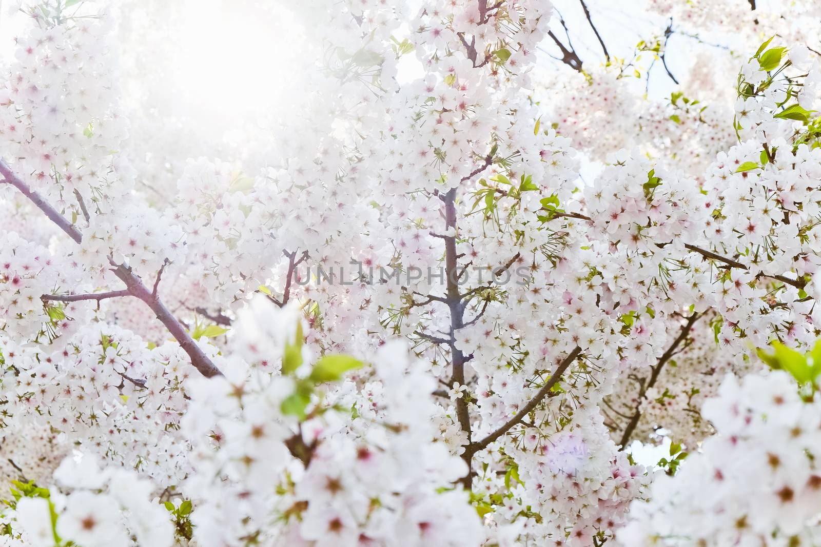 Cherry blossom season in Tokyo Japan