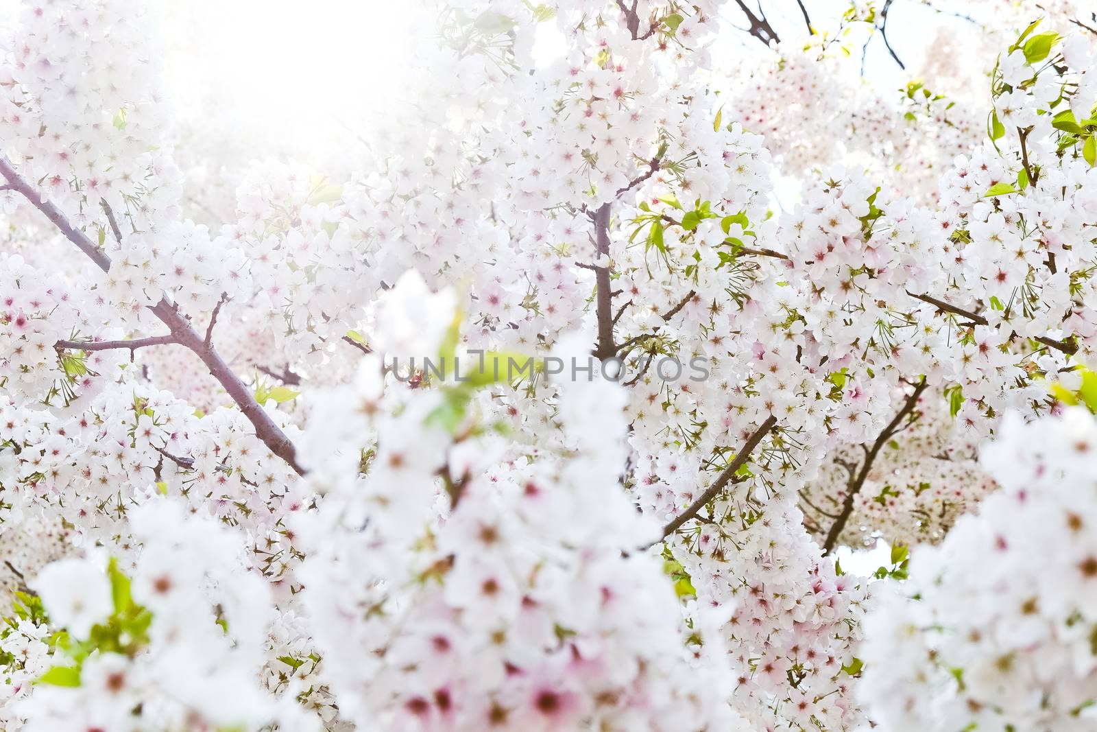Cherry blossom season in Tokyo Japan