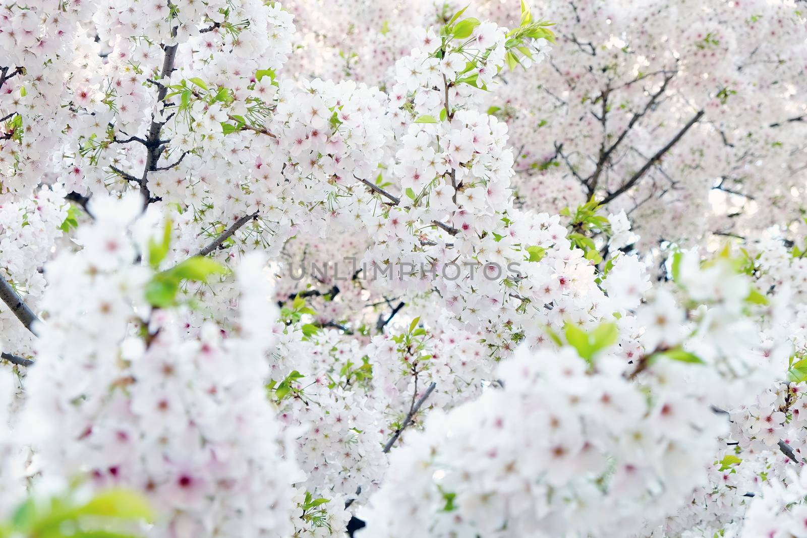 Cherry blossom season in Tokyo Japan