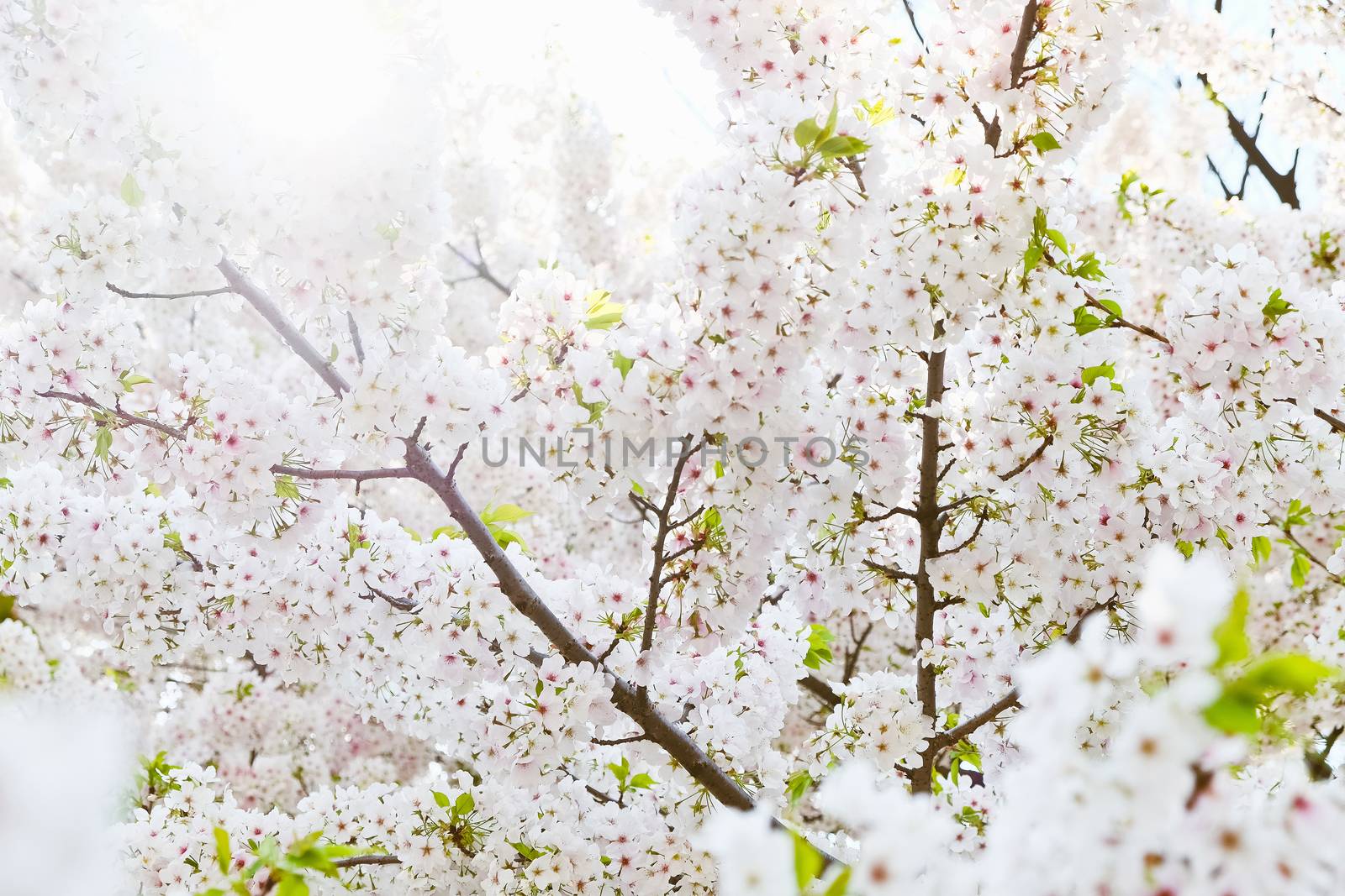 Cherry blossom season in Tokyo Japan