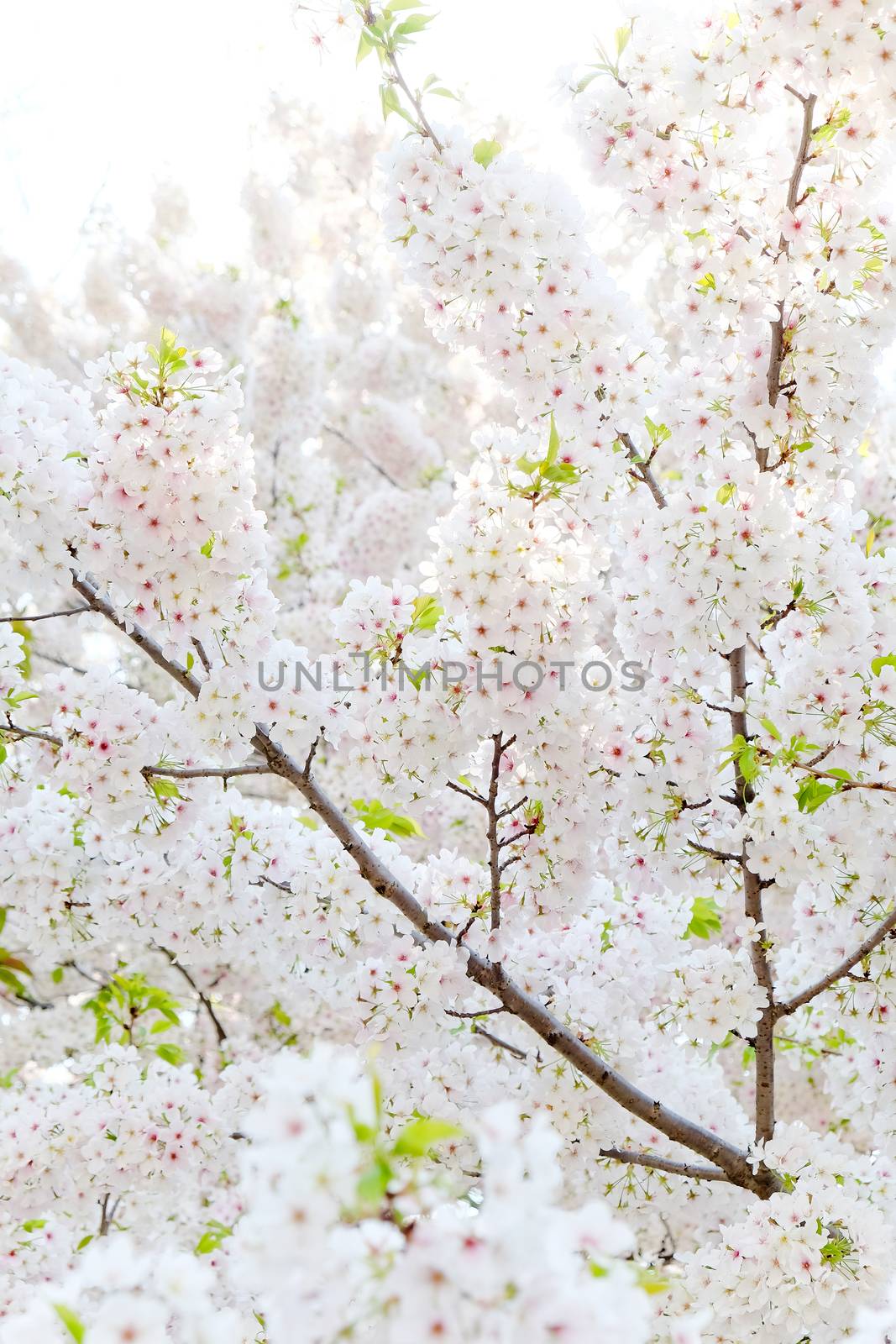 Cherry blossom season in Tokyo Japan