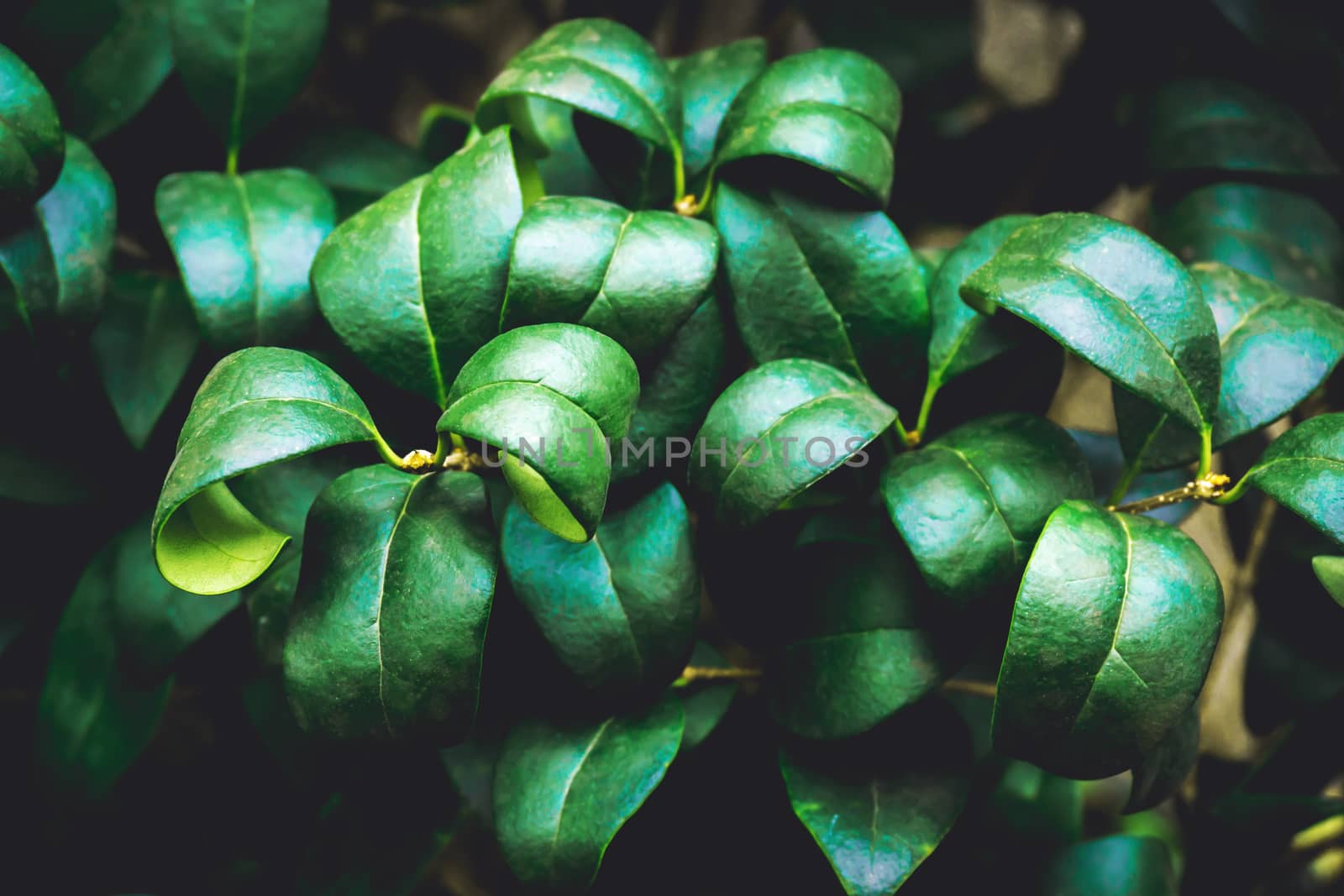 Nature Green Leaves texture background .