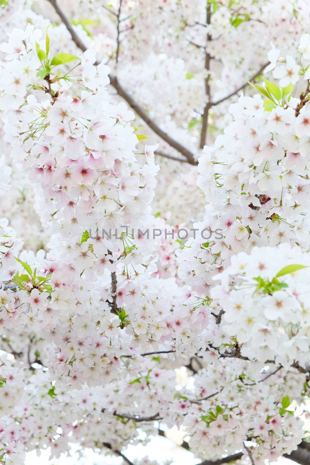 Cherry blossom season in Tokyo Japan