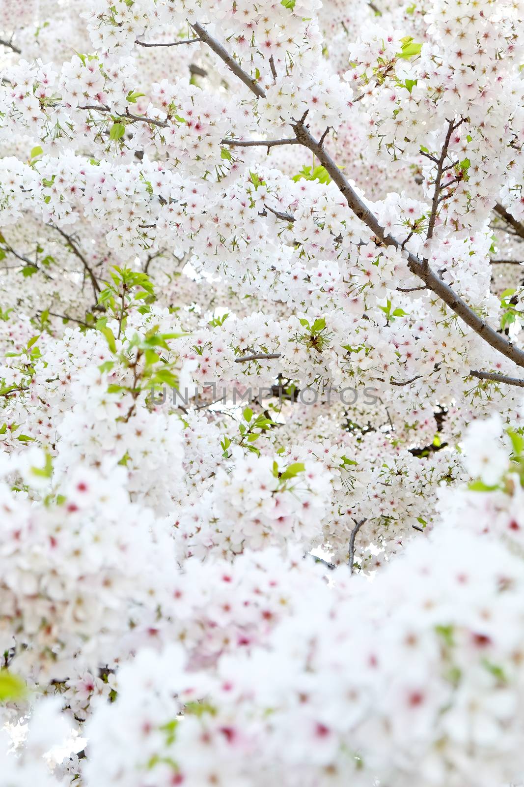 Cherry blossom season in Tokyo Japan