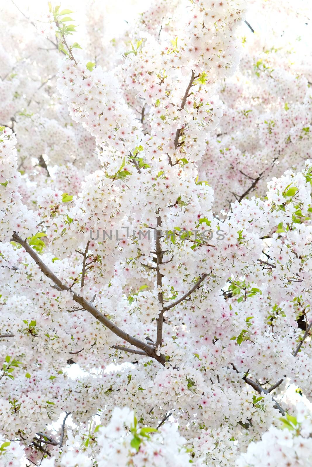 Cherry blossom season in Tokyo Japan