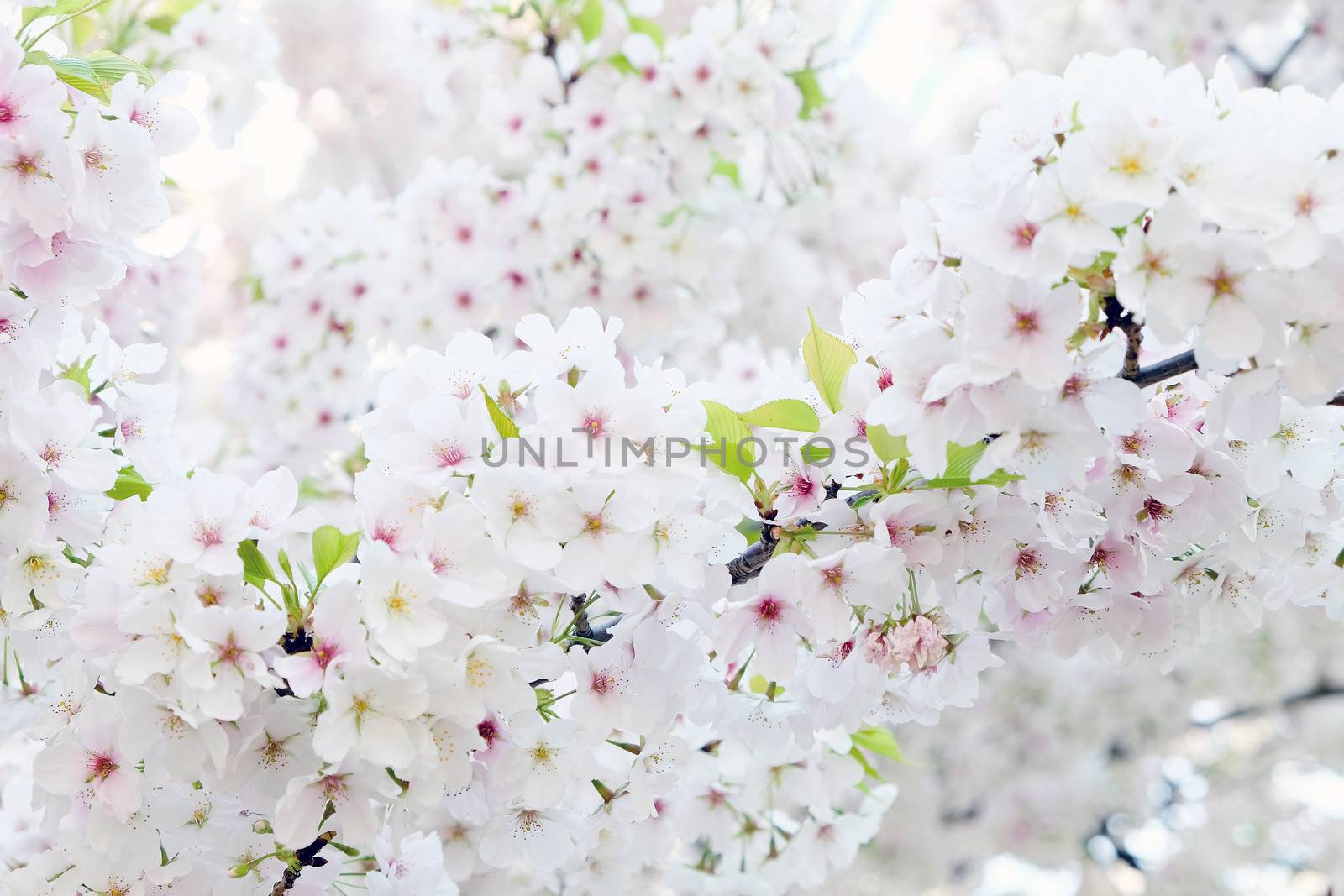 Cherry blossom season in Tokyo Japan