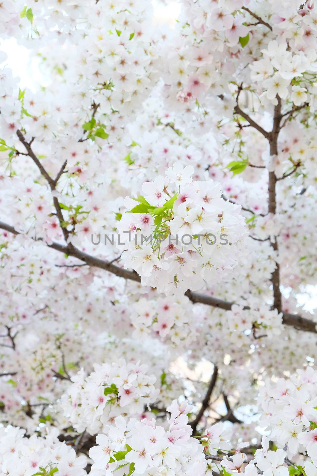 Cherry blossom season in Tokyo Japan
