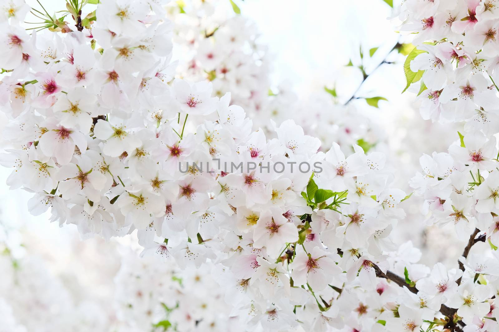 Cherry blossom season in Tokyo Japan
