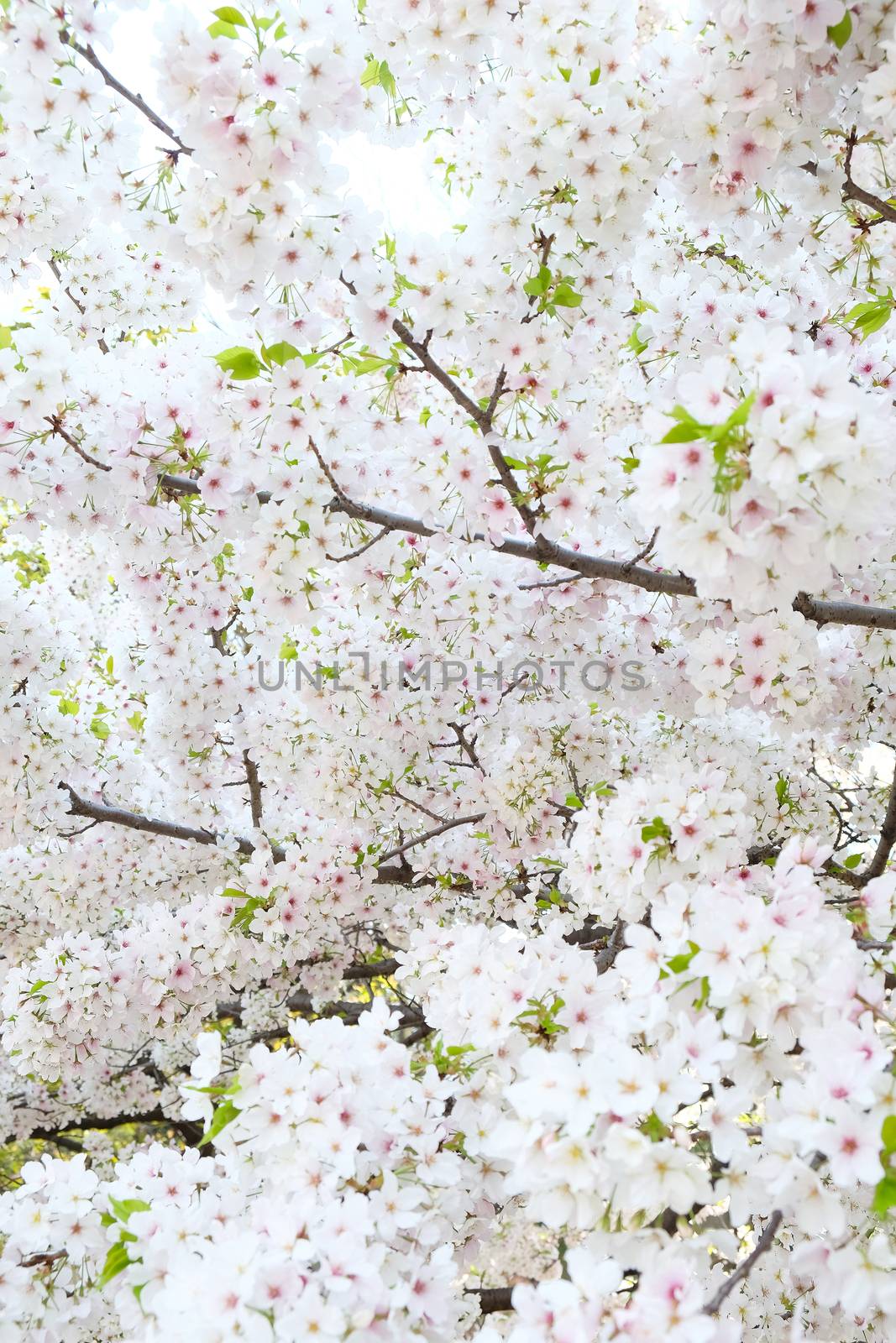 Cherry blossom season in Tokyo Japan