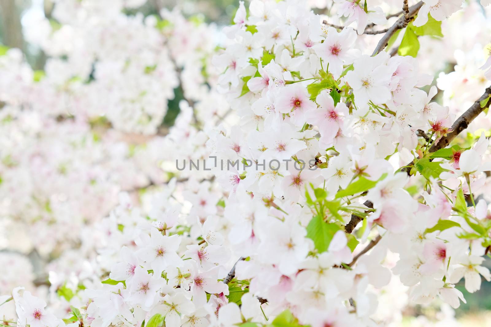 Cherry blossom season in Tokyo Japan