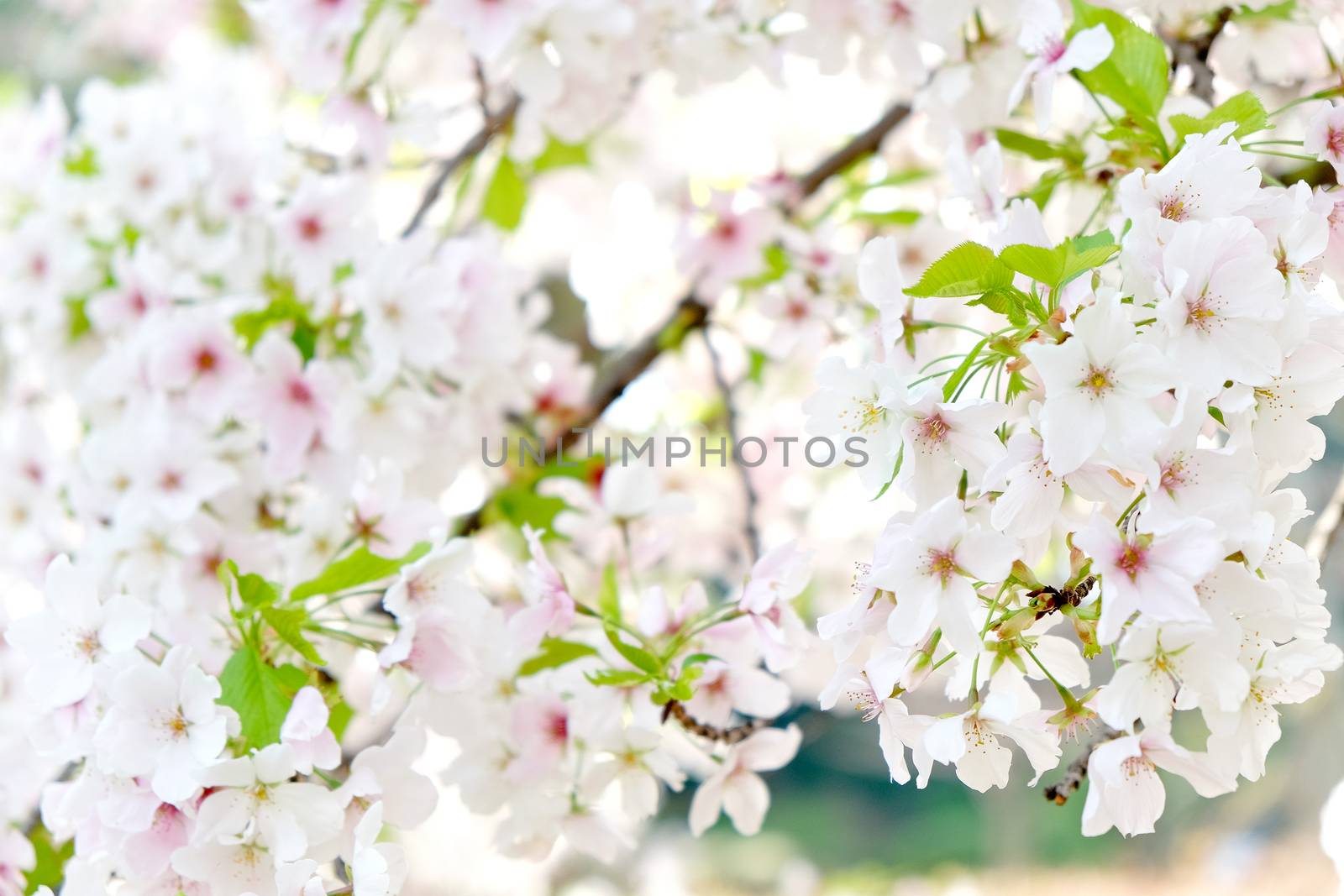 Cherry blossom season in Tokyo Japan