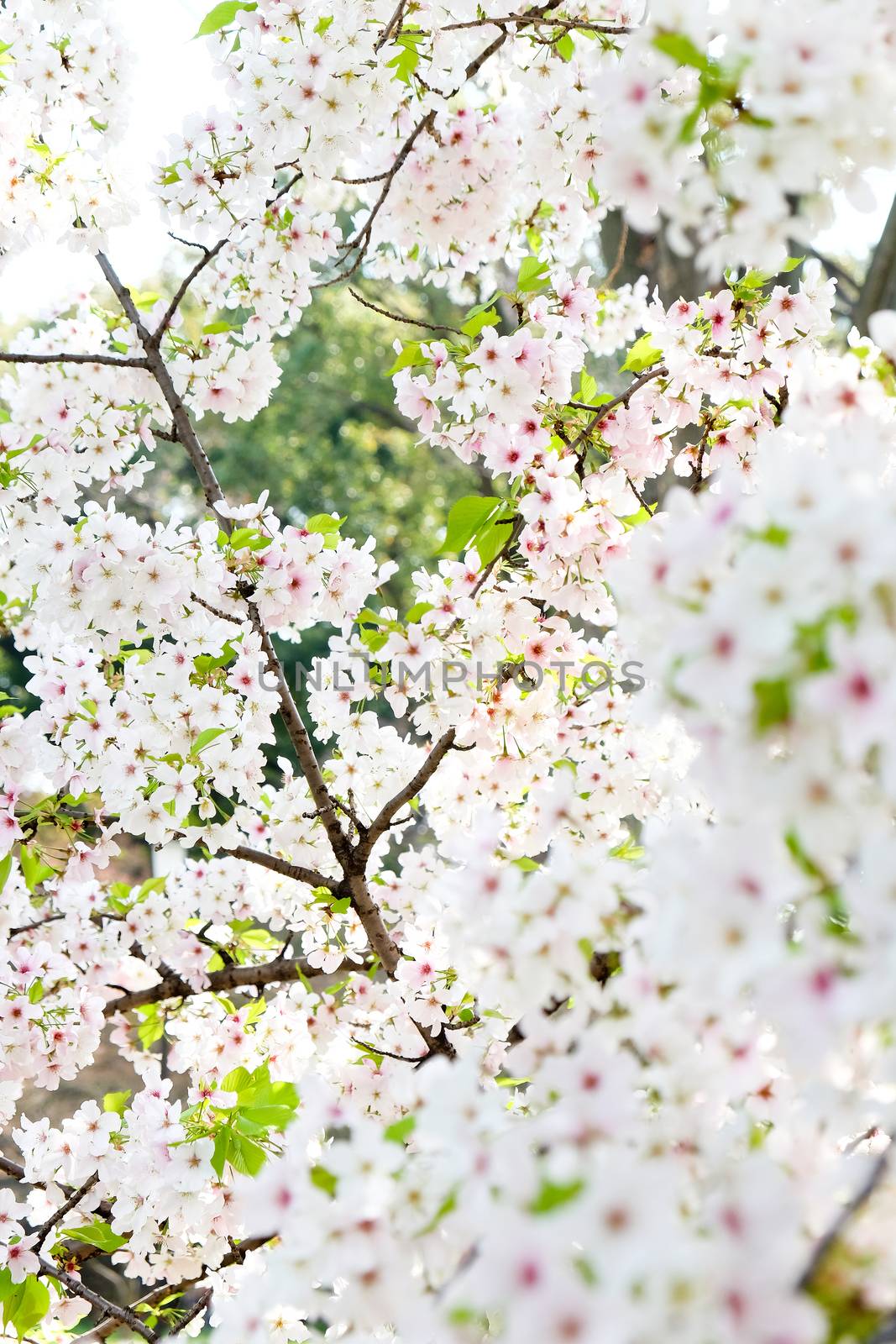 Cherry blossom season in Tokyo Japan