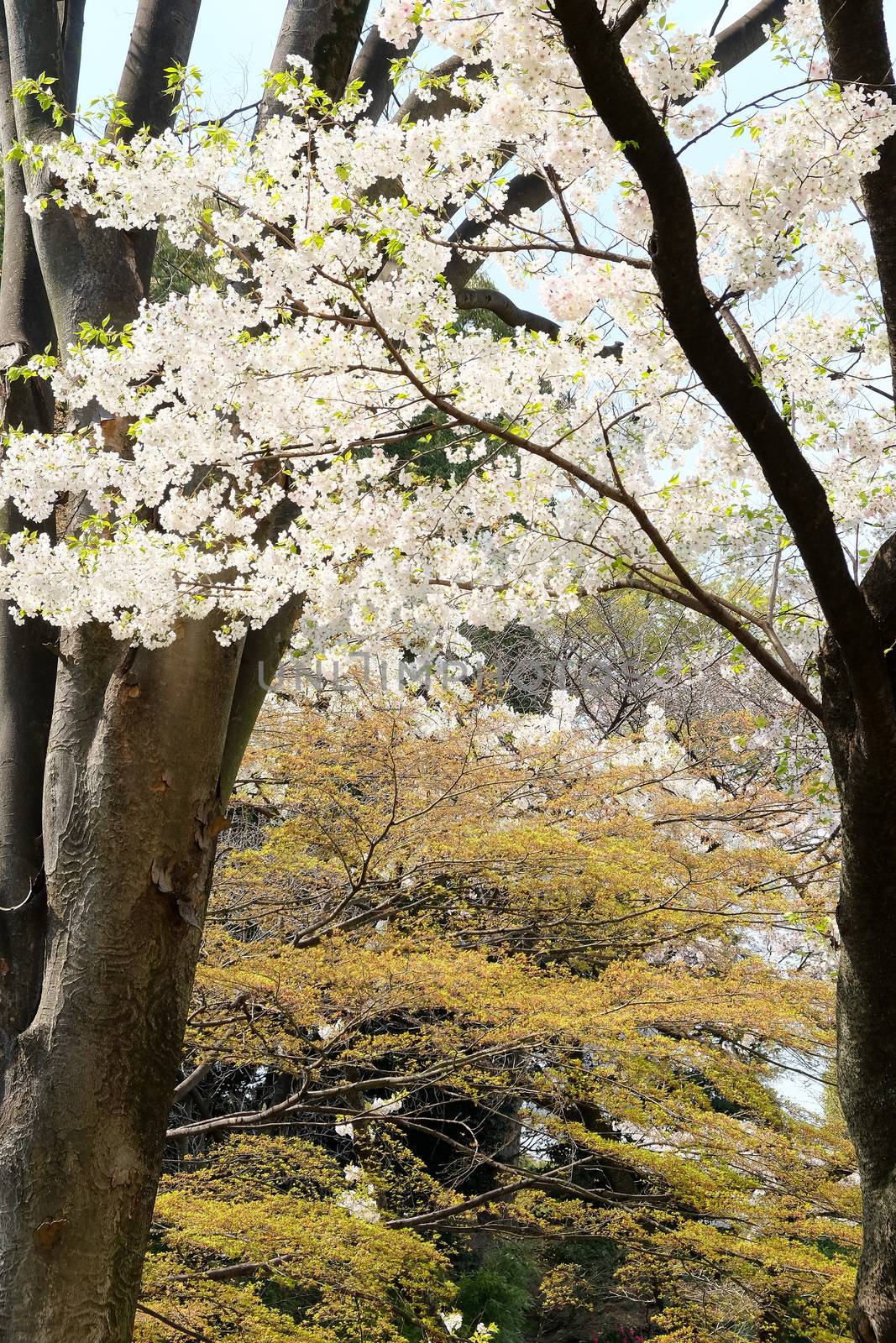 Cherry blossom season in Tokyo Japan