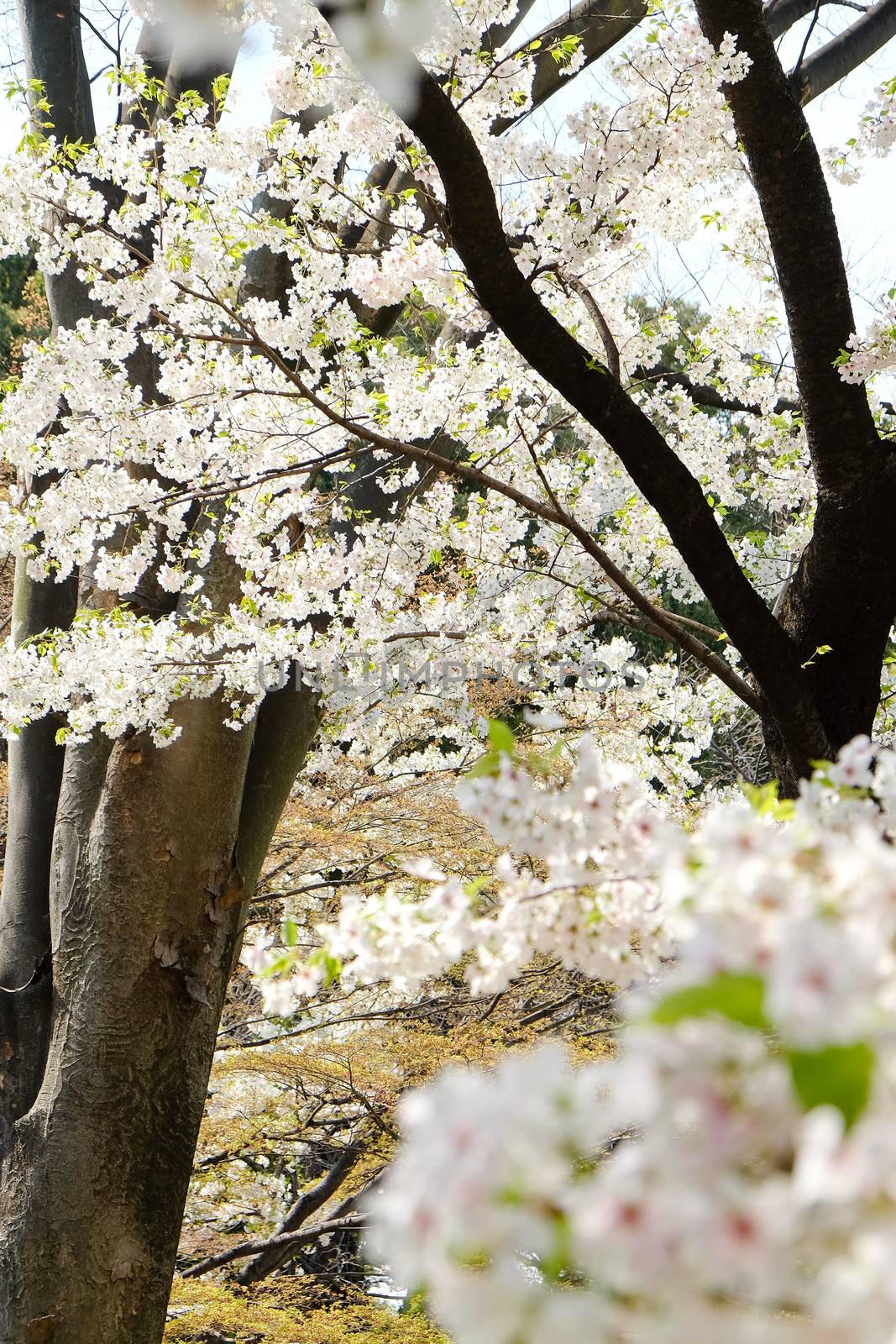 Cherry blossom season in Tokyo Japan