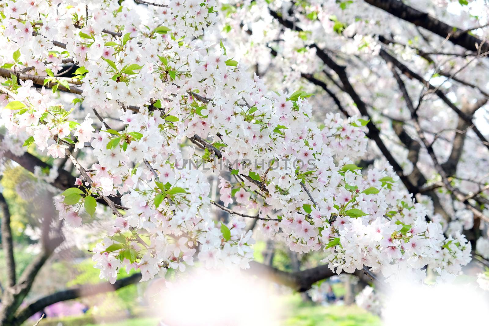 Cherry blossom season in Tokyo Japan
