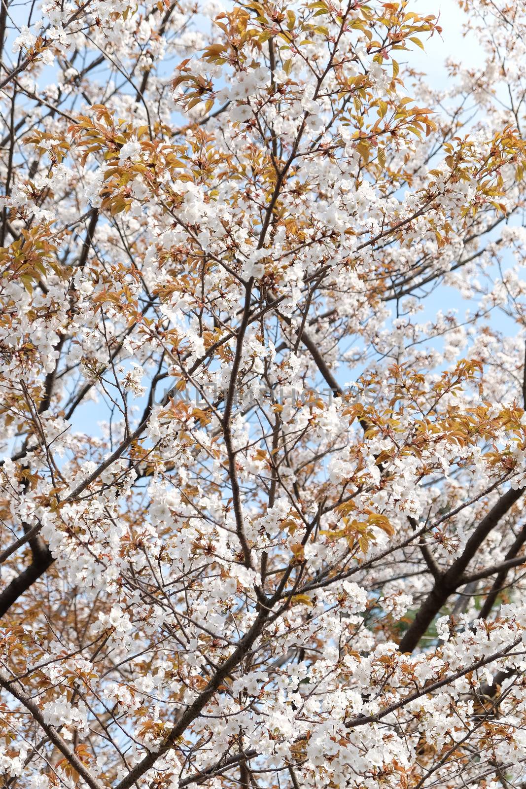 Cherry blossom season in Tokyo Japan