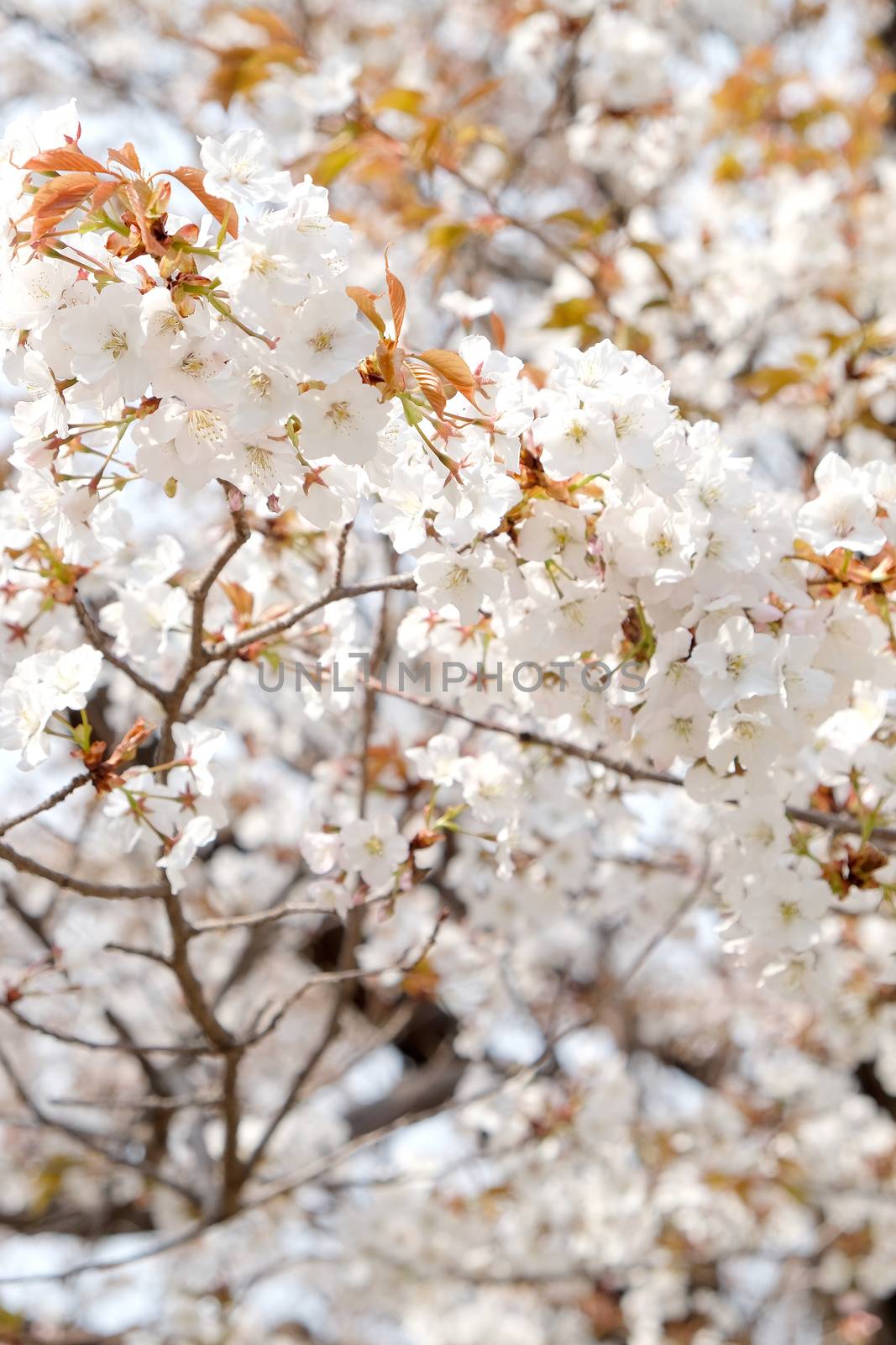 Cherry blossom season in Tokyo Japan