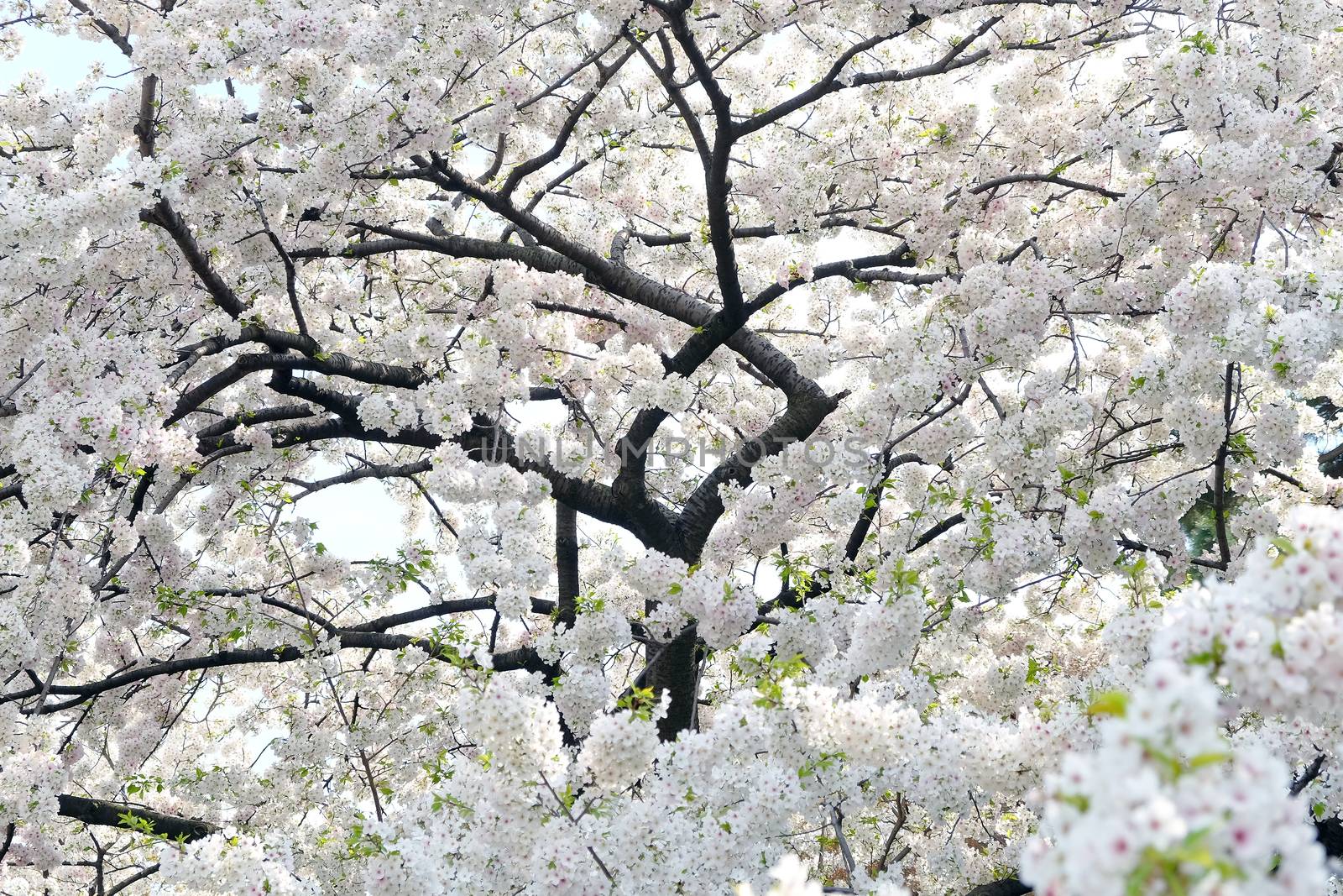 Cherry blossom season in Tokyo Japan
