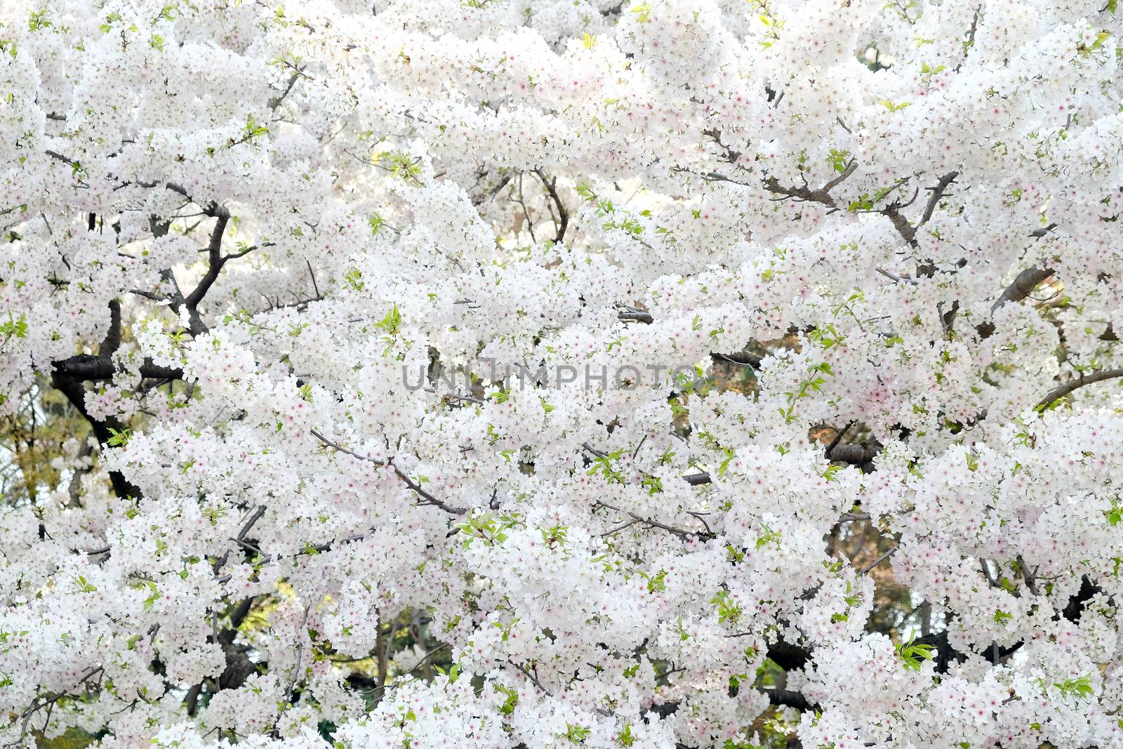 Cherry blossom season in Tokyo Japan