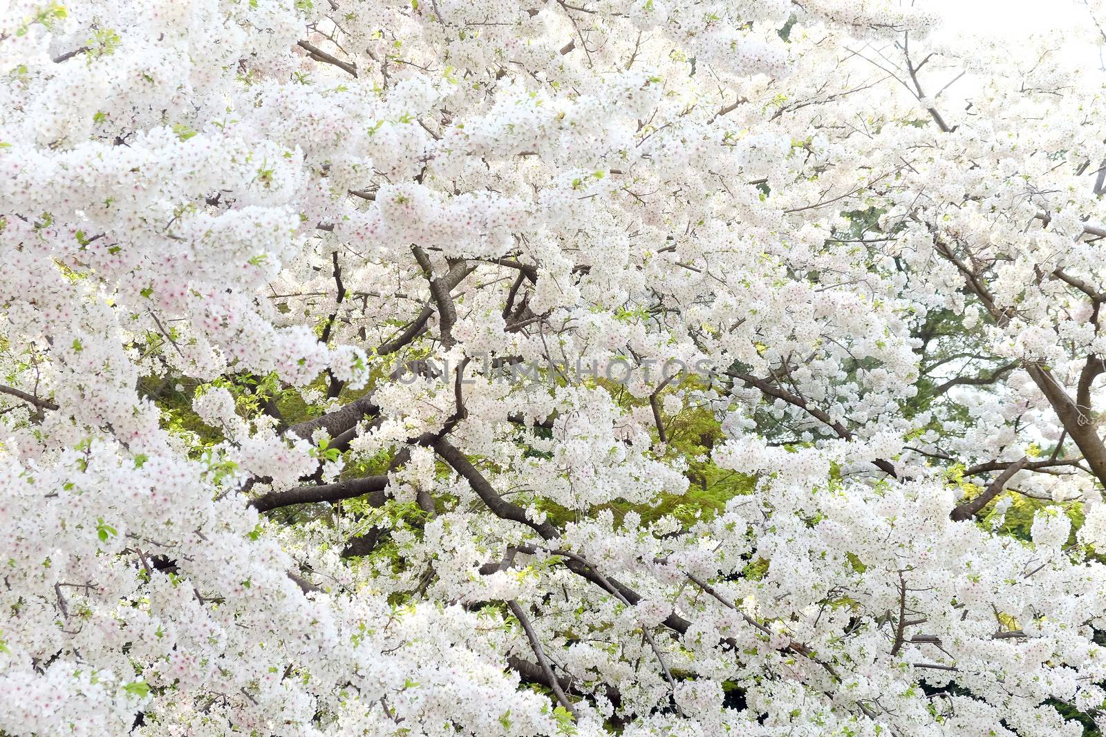 Cherry blossom season in Tokyo Japan