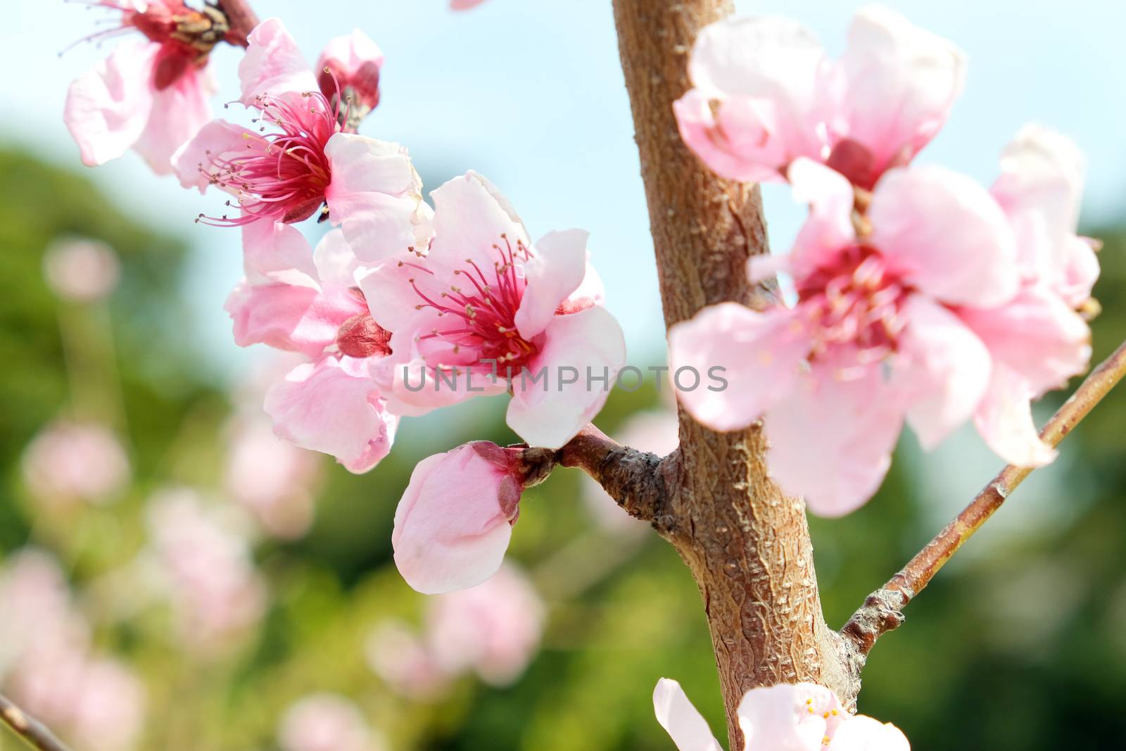 Cherry blossom season in Tokyo Japan