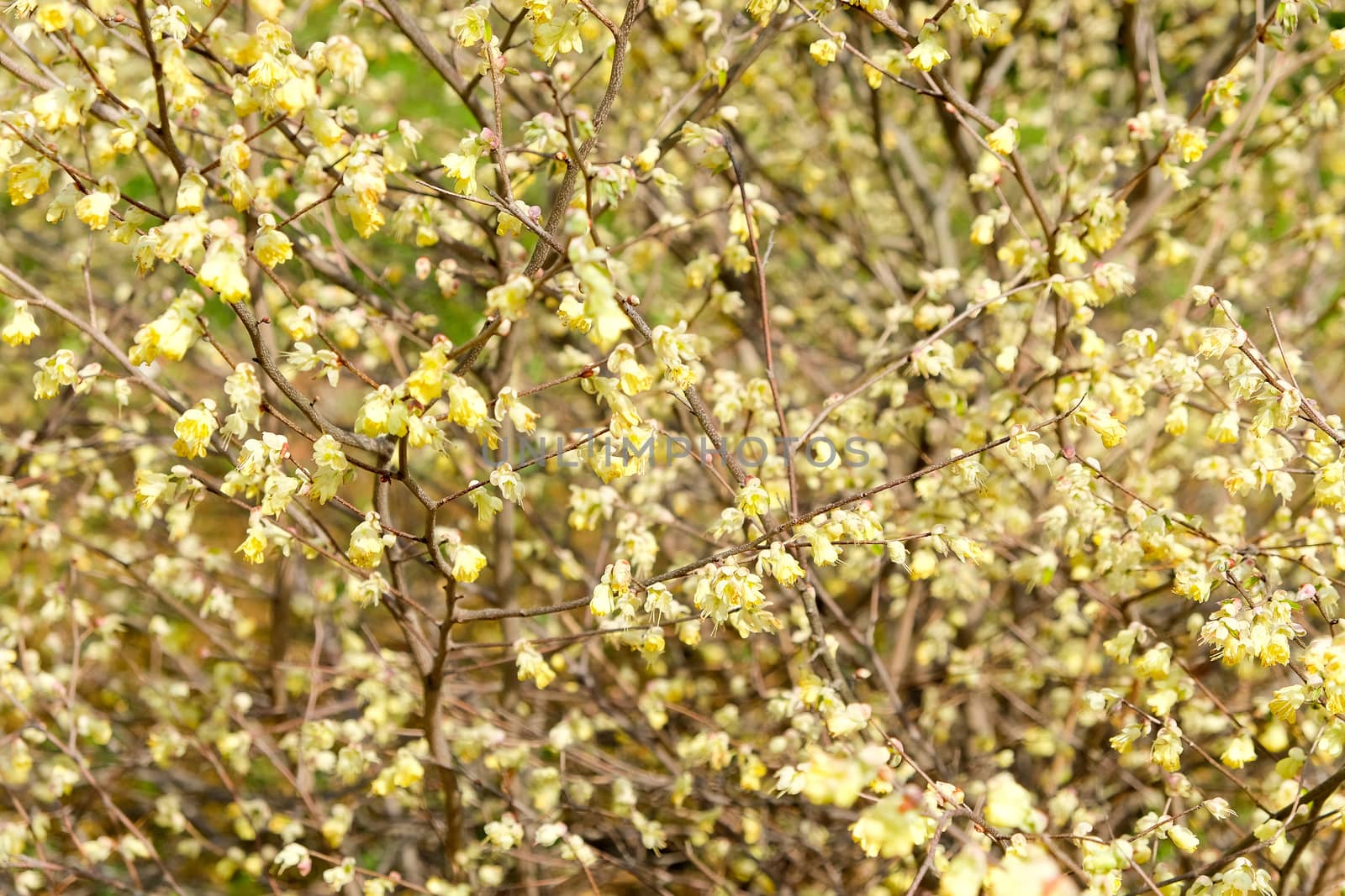 corylopsis pauciflora, Numerous short racemes of primrose yellow flower,The fragrant flowers appear from early to mid-spring.