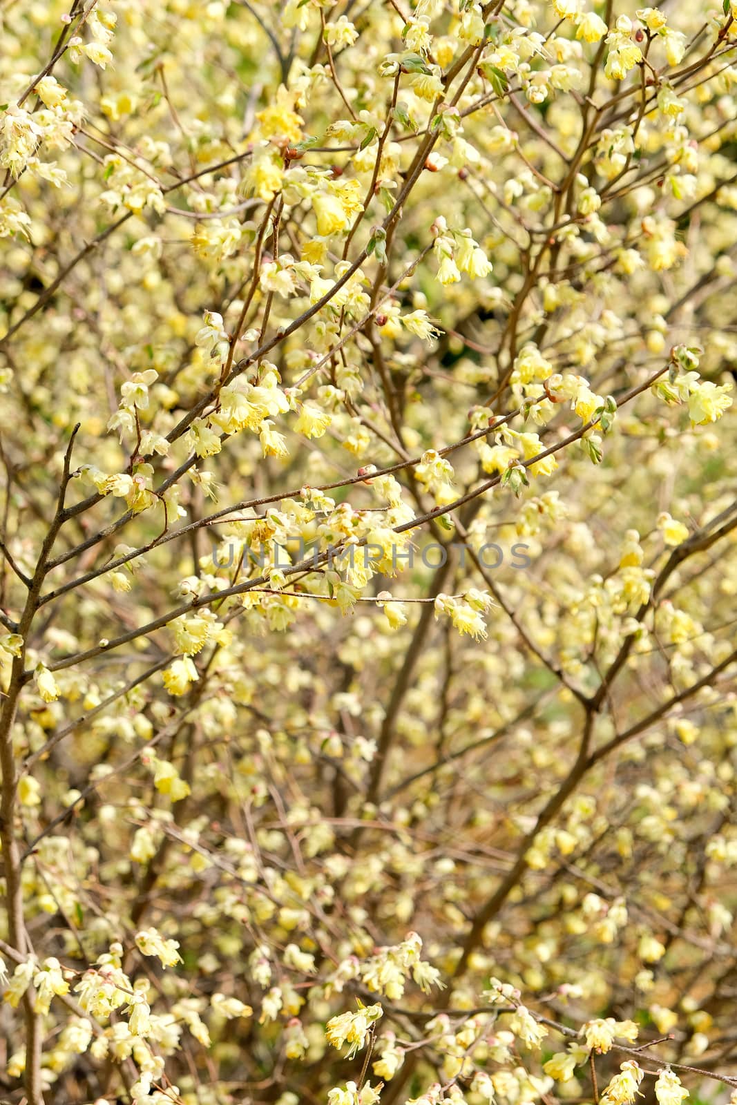 corylopsis pauciflora, Numerous short racemes of primrose yellow flower,The fragrant flowers appear from early to mid-spring.