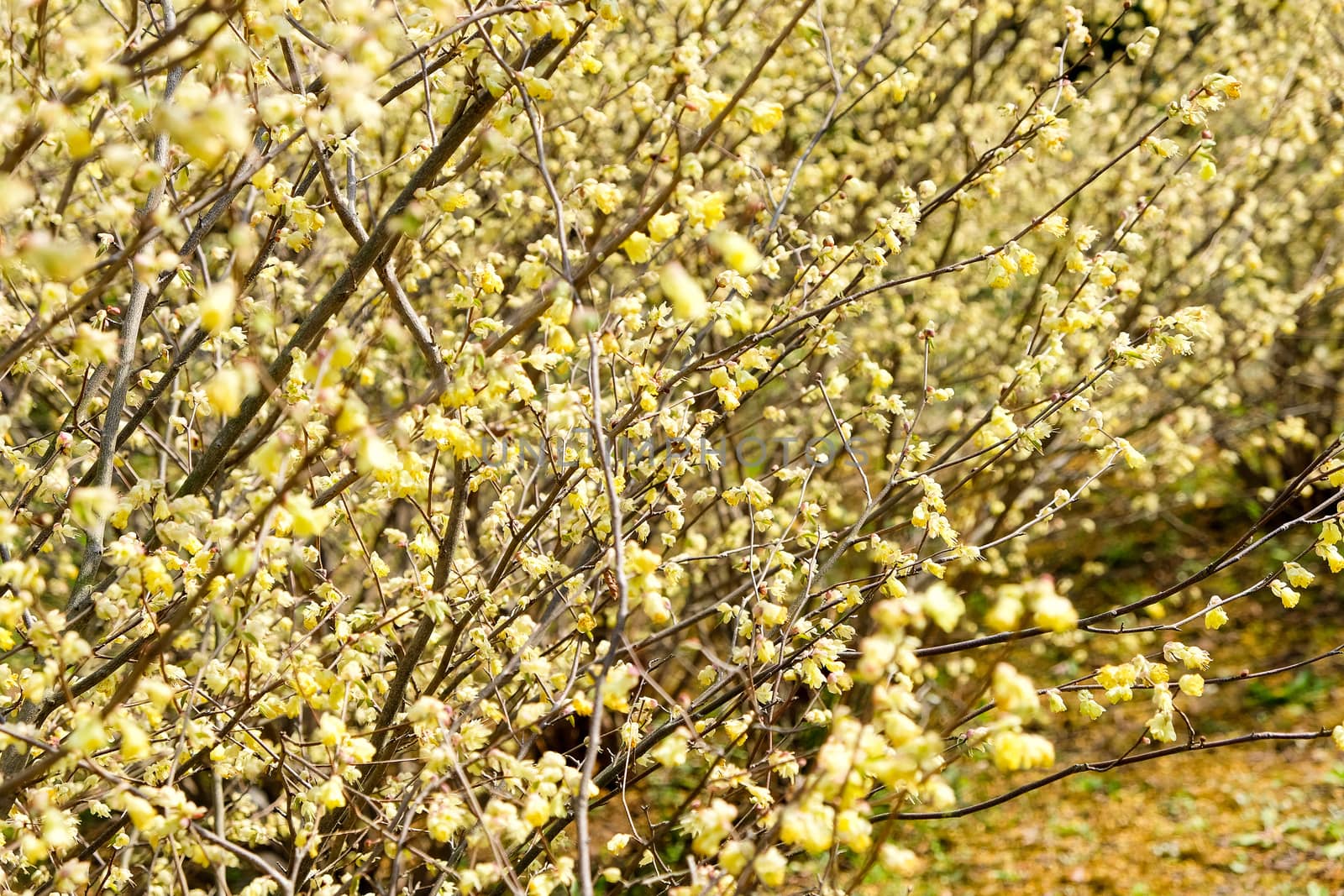 corylopsis pauciflora, Numerous short racemes of primrose yellow flower,The fragrant flowers appear from early to mid-spring.
