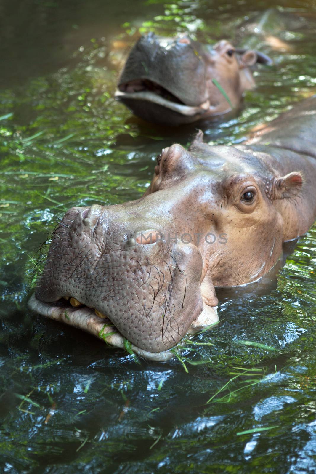 Close up view of nice Hippopotamus face coming out of water