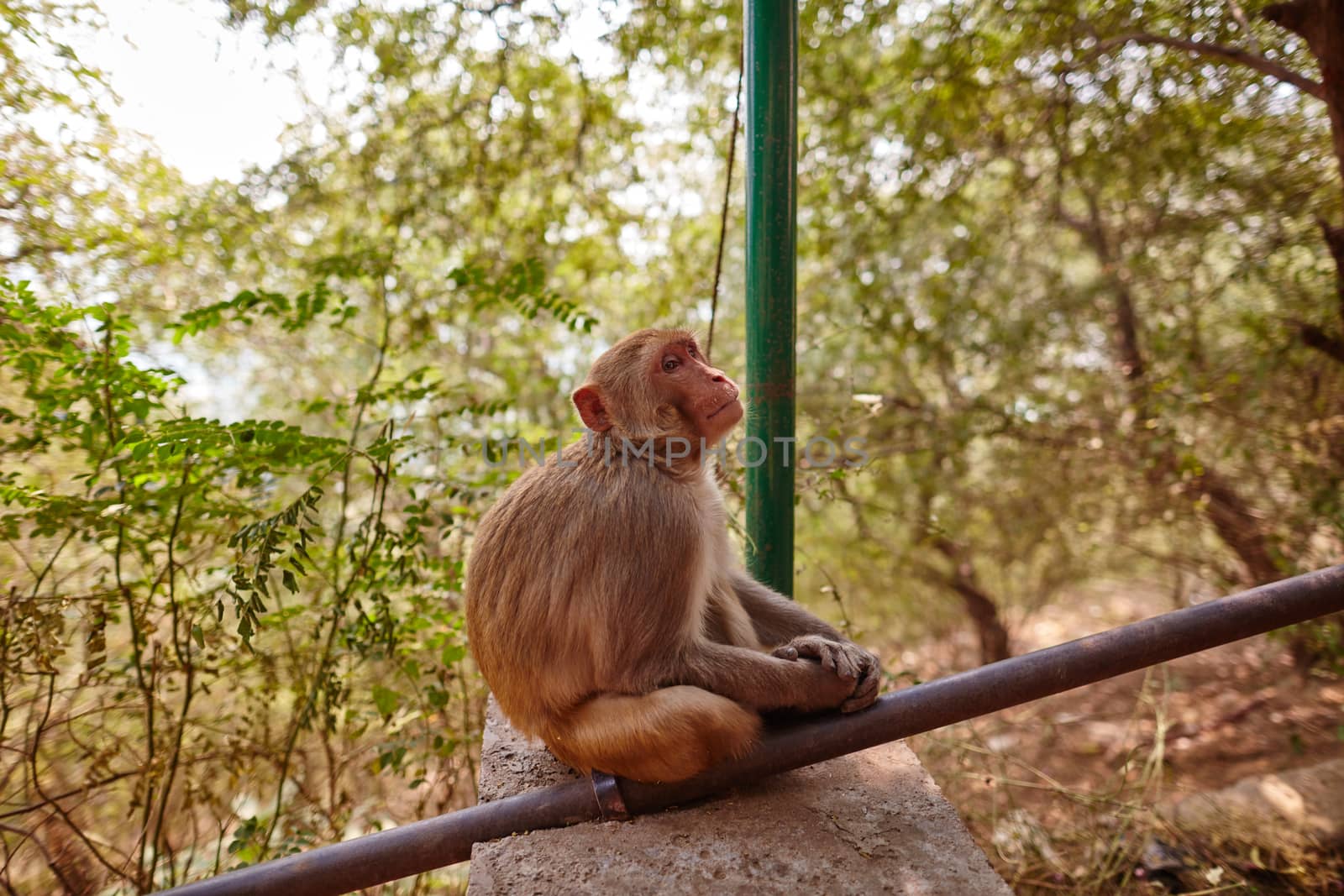 Macaque sitting near stairs in India with forest view behind by rasika108