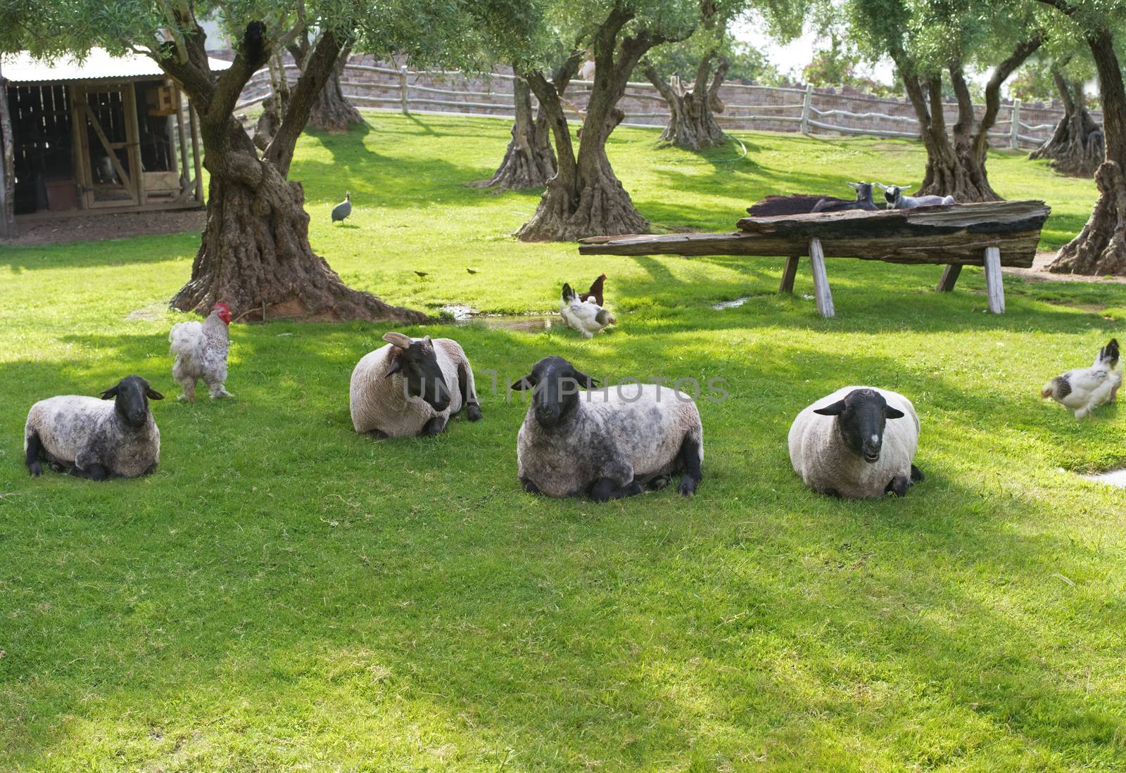 view of idyllic barn-yard  with sheep laying on fresh grass