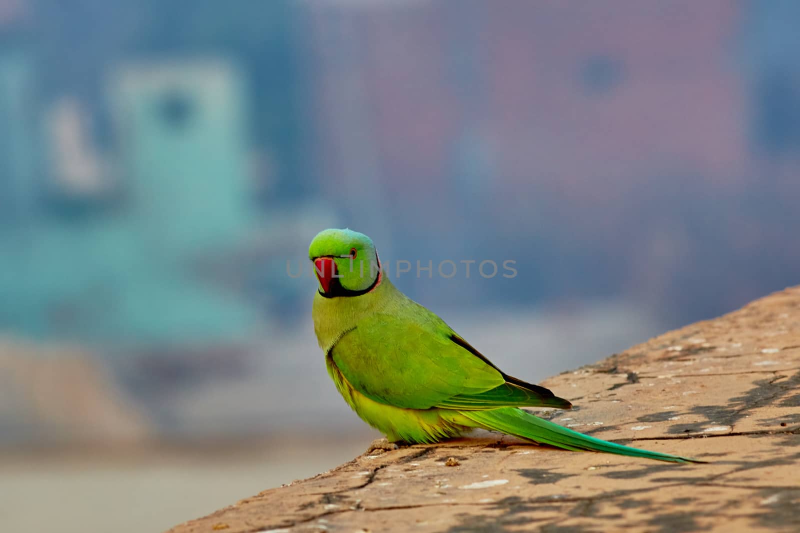 Green parrot in India on ancient wall close-up