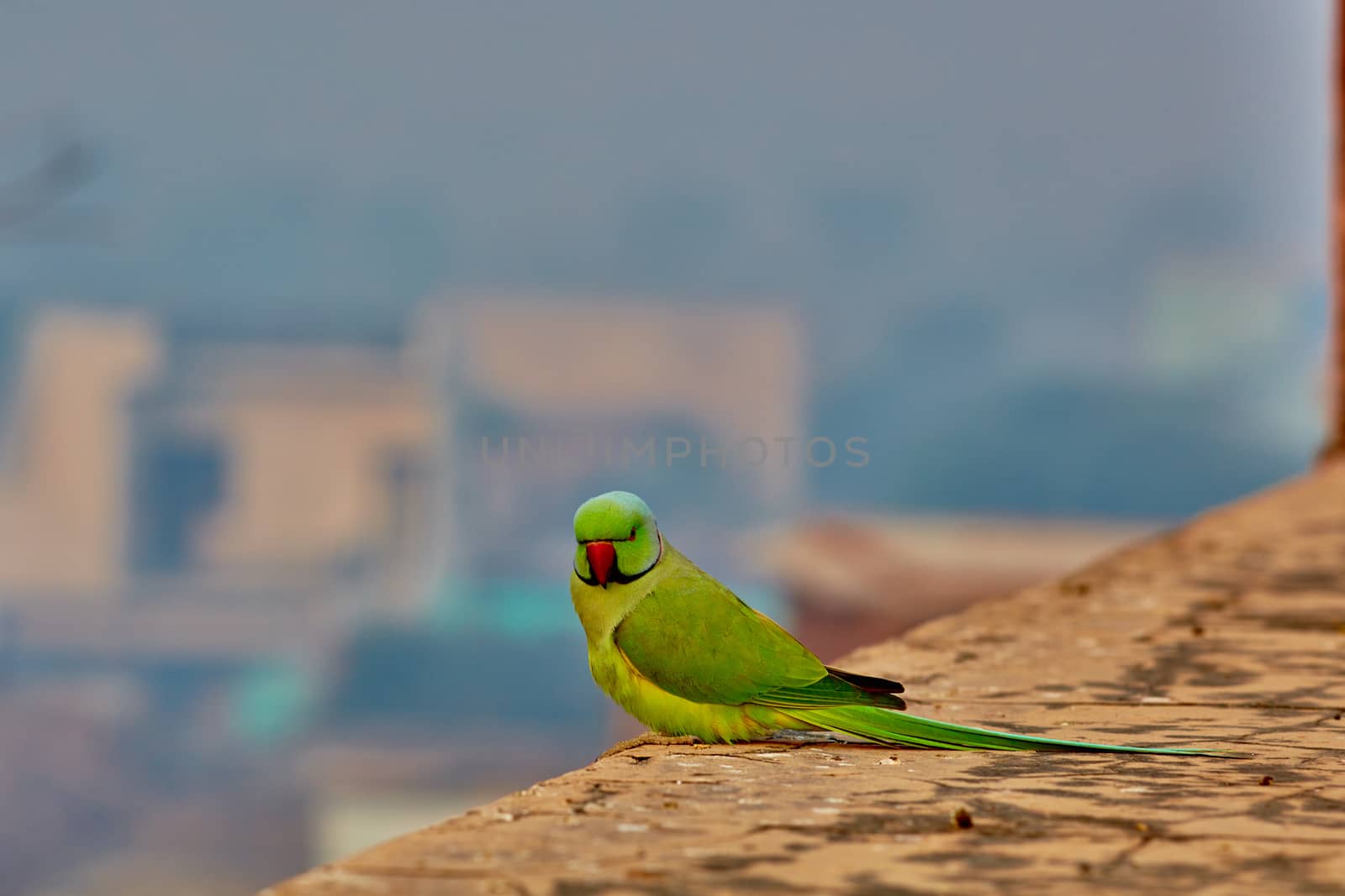 Green parrot in India on ancient wall close-up