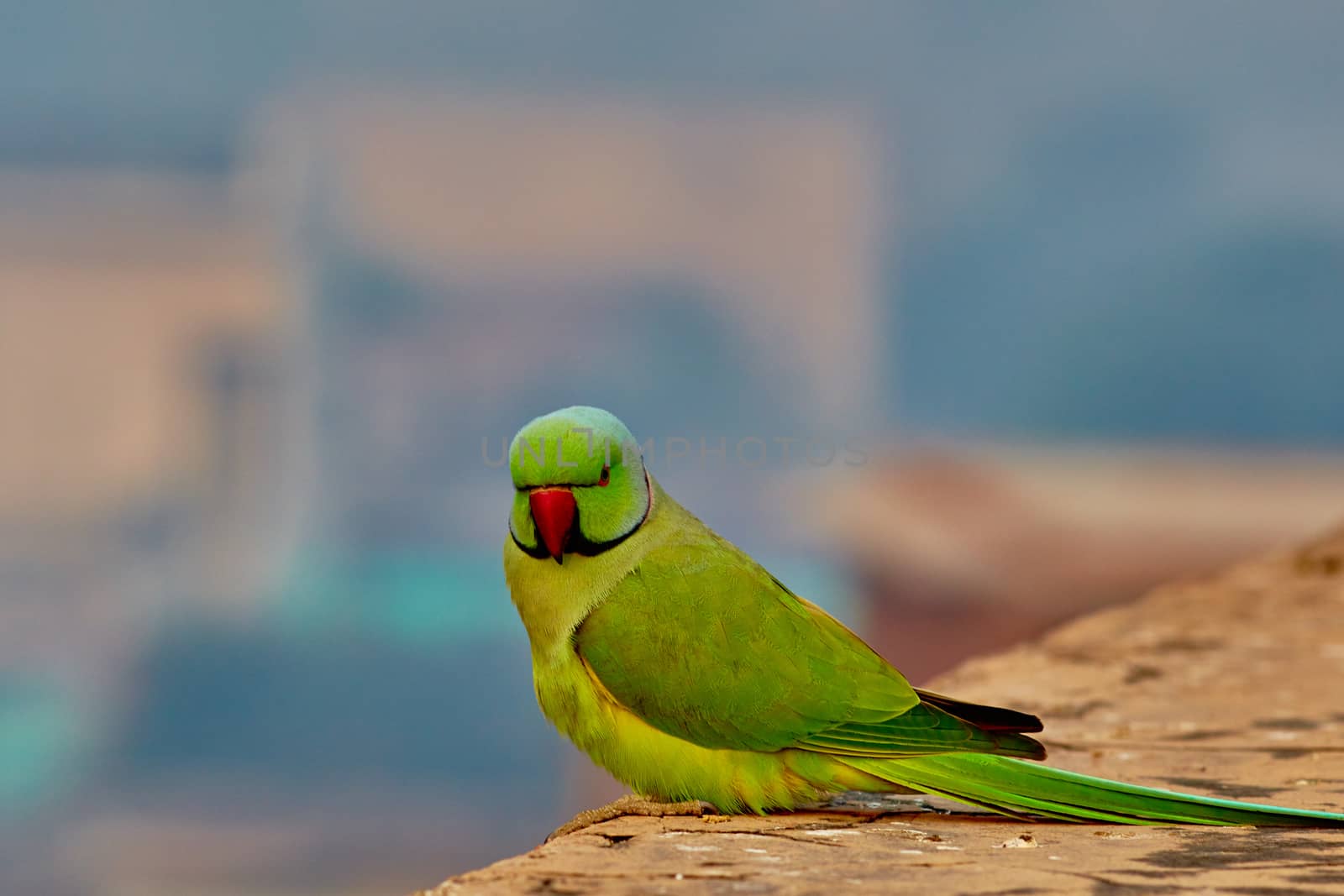 Green parrot in India on ancient wall close-up