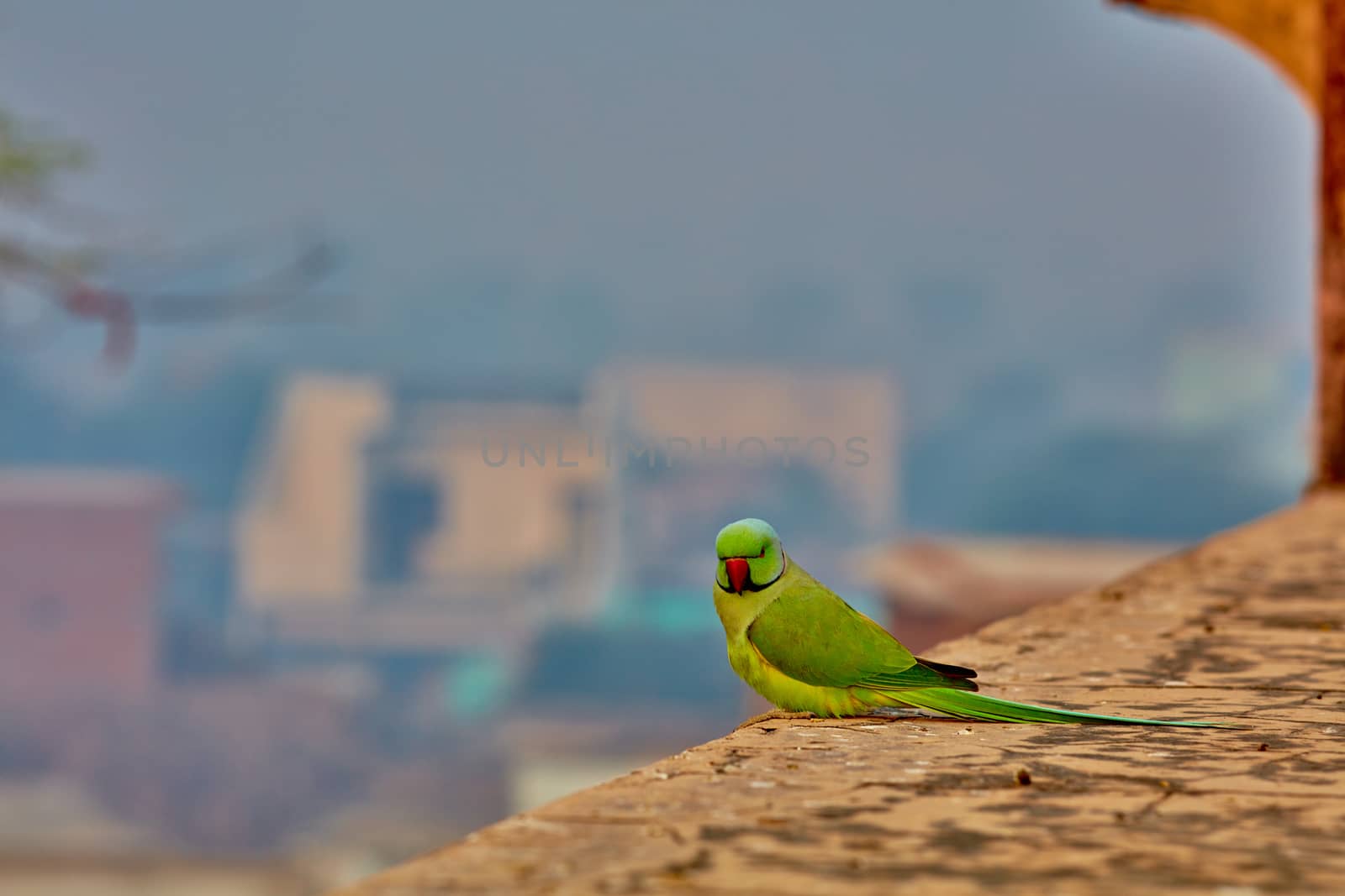 Green parrot in India on ancient wall close-up