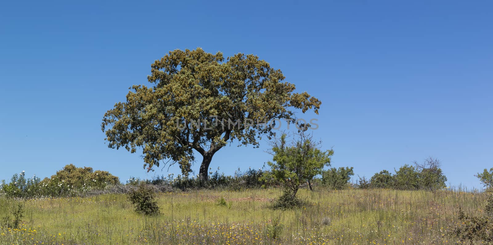 Quercus ilex tree in the Alentejo region.