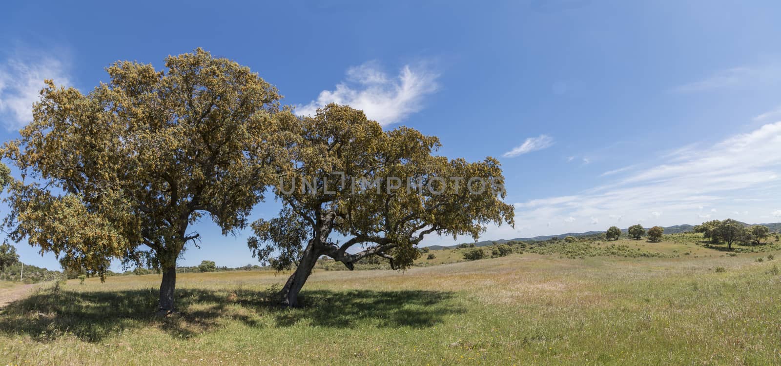 View of quercus ilex tree landscape in Alentejo.