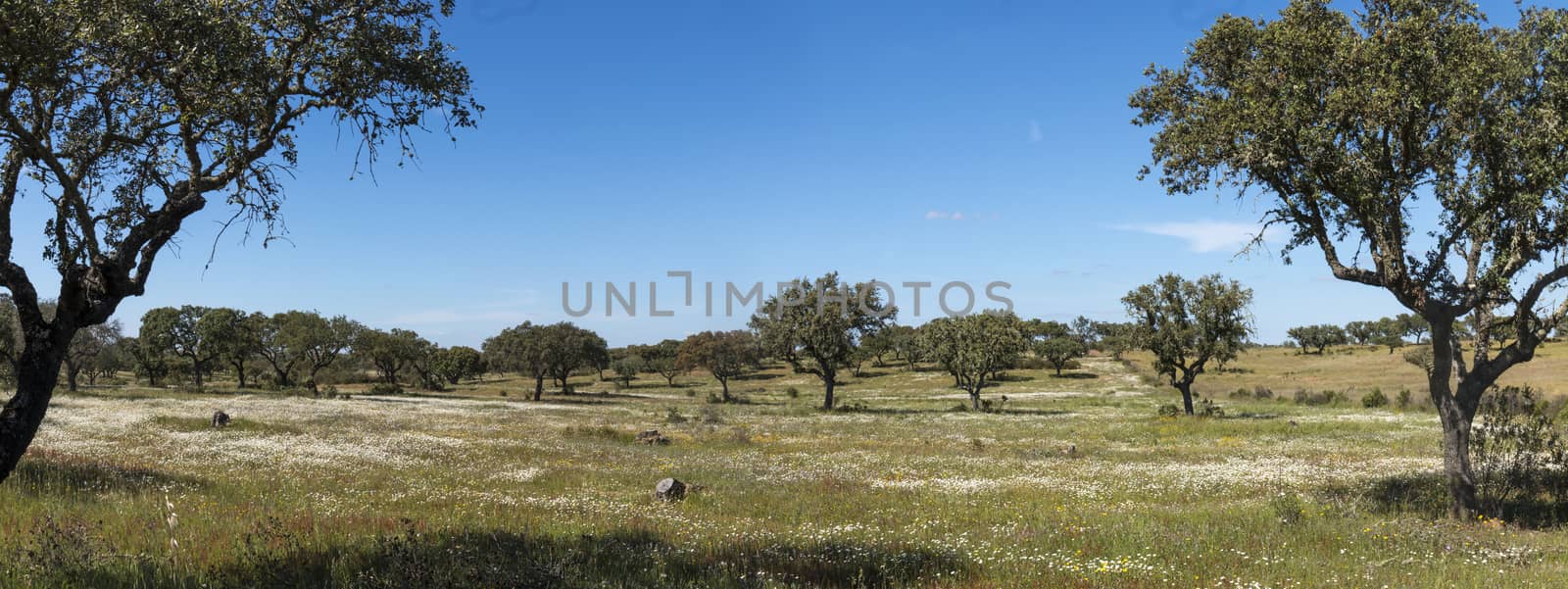 Typical view of Spring landscape in Alentejo with white daisies and holm oak trees.