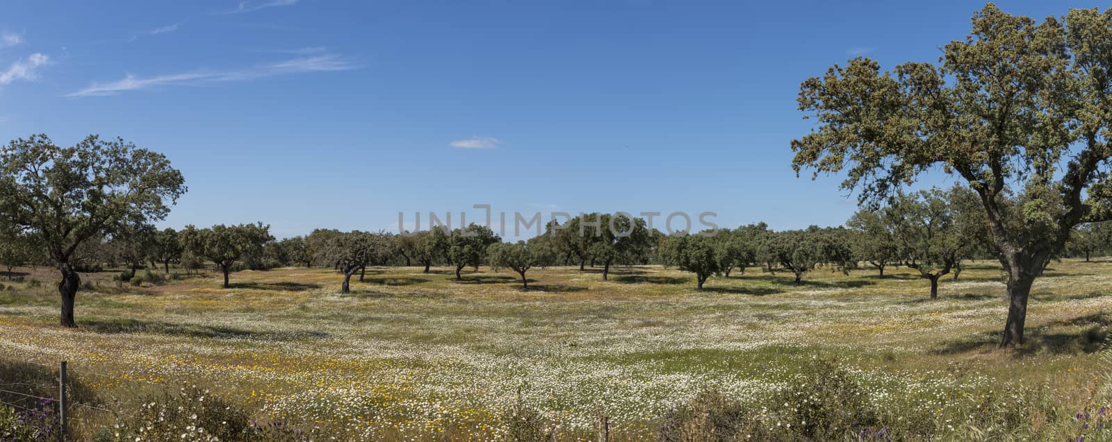 Spring landscape in Alentejo by membio