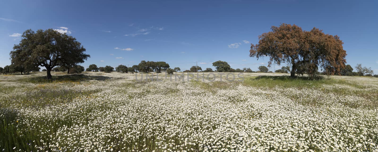 Spring landscape in Alentejo by membio