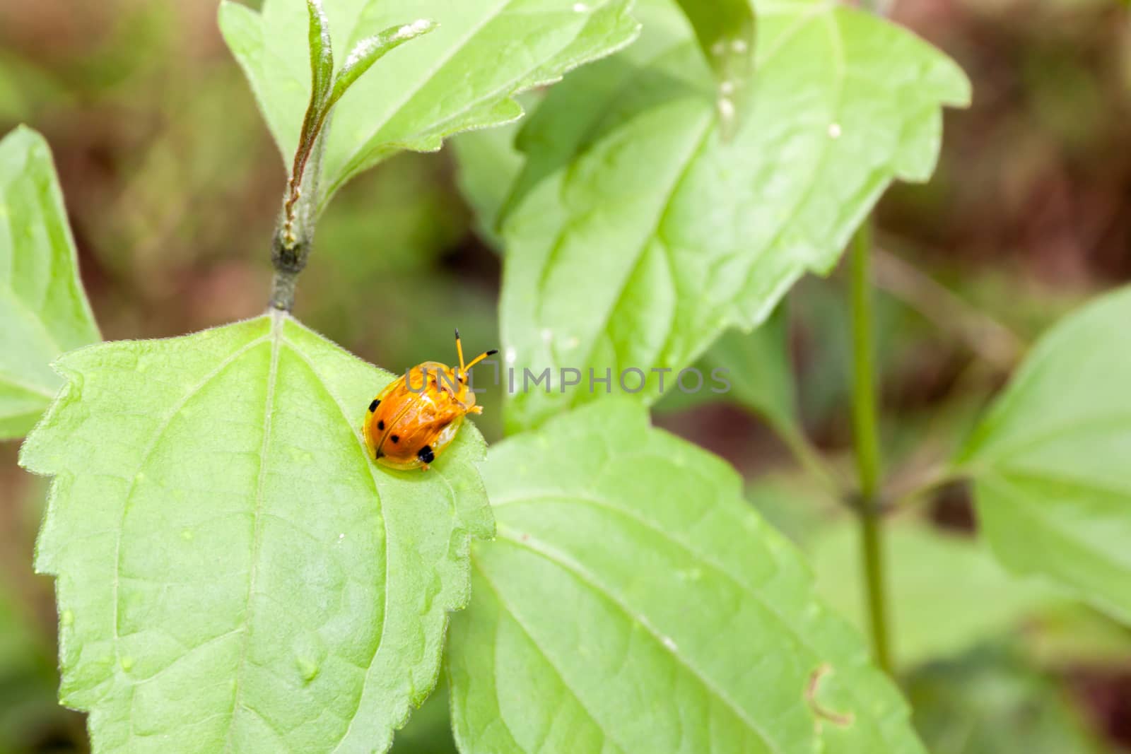 Ladybug on a leaf. An orange and black ladybug on a leaf.