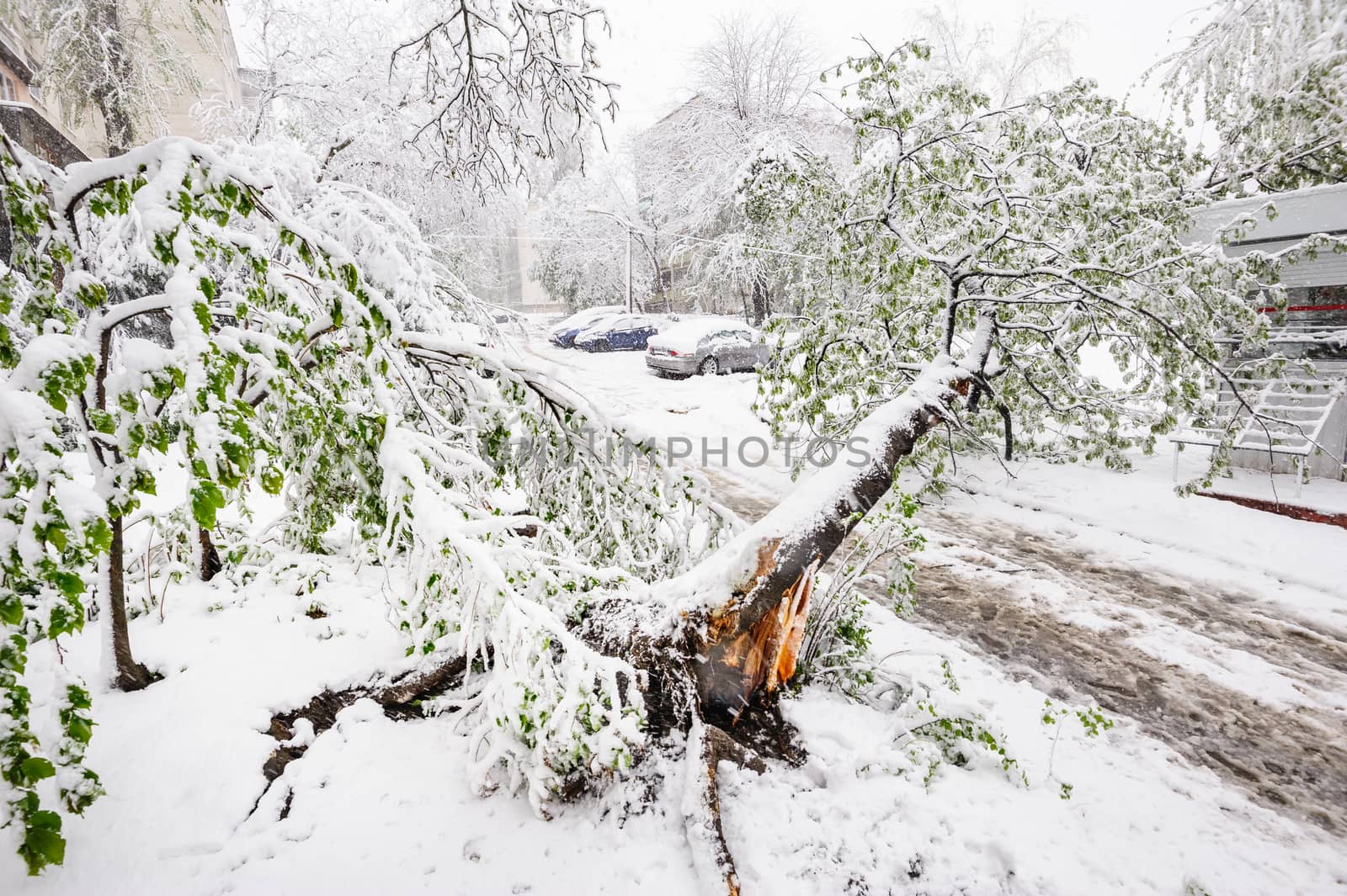 Chisinau, Republic of Moldova - April 20, 2017: Tree with green spring leaves fallen under the heavy snow, near small convenience store