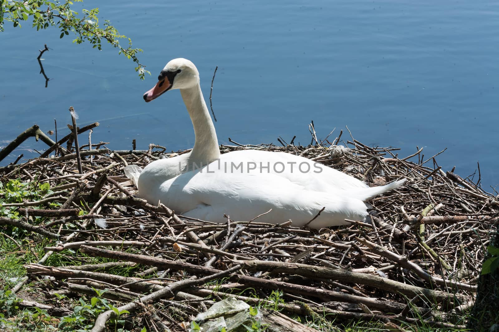 Mute swan at its nest with eggs in an urban park.