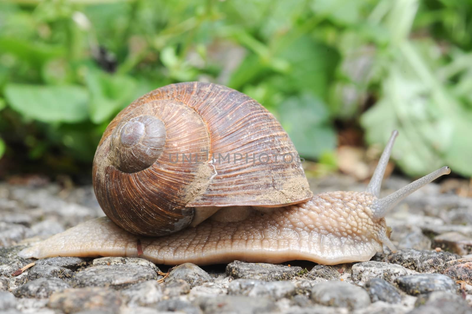 Snail with his shell by Fotoember