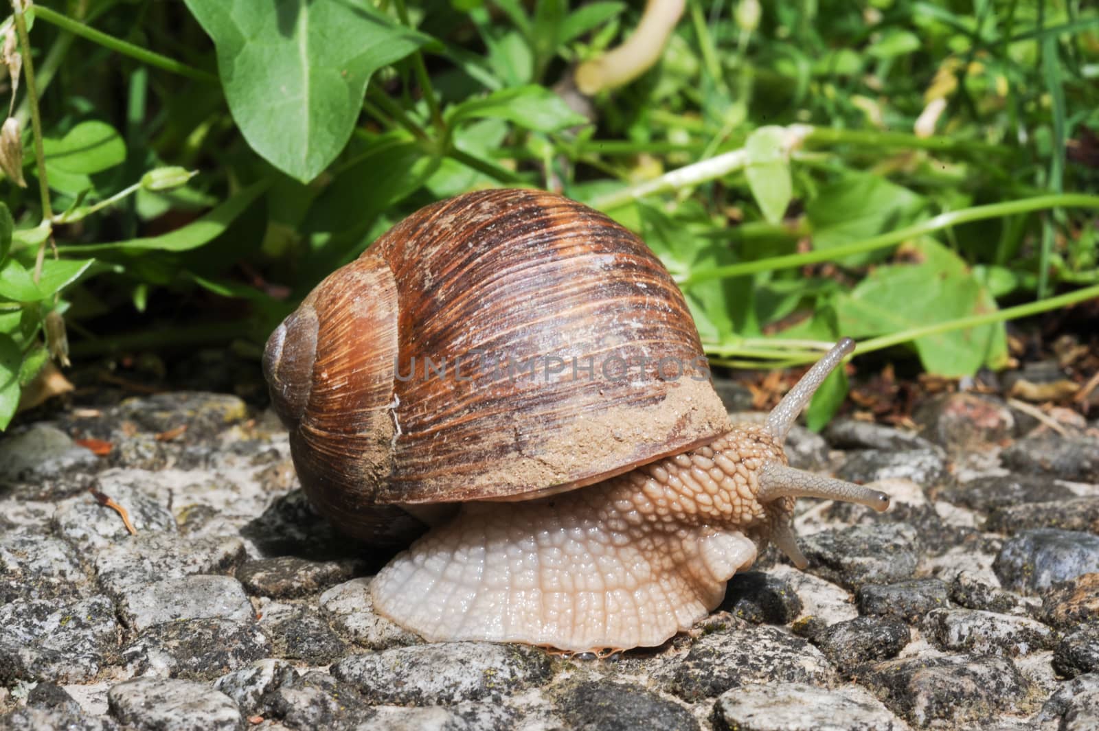 Snail with his shell by Fotoember