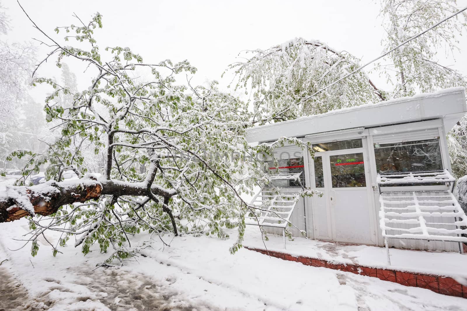 Chisinau, Republic of Moldova - April 20, 2017: Tree with green spring leaves fallen under the heavy snow, near small convenience store