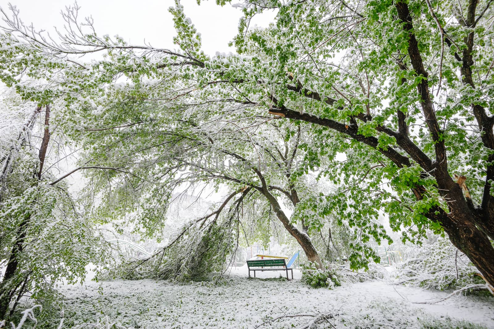 Chisinau, Republic of Moldova - April 20, 2017: Tree branch with green spring leaves broken by heavy snow, in dormitory area