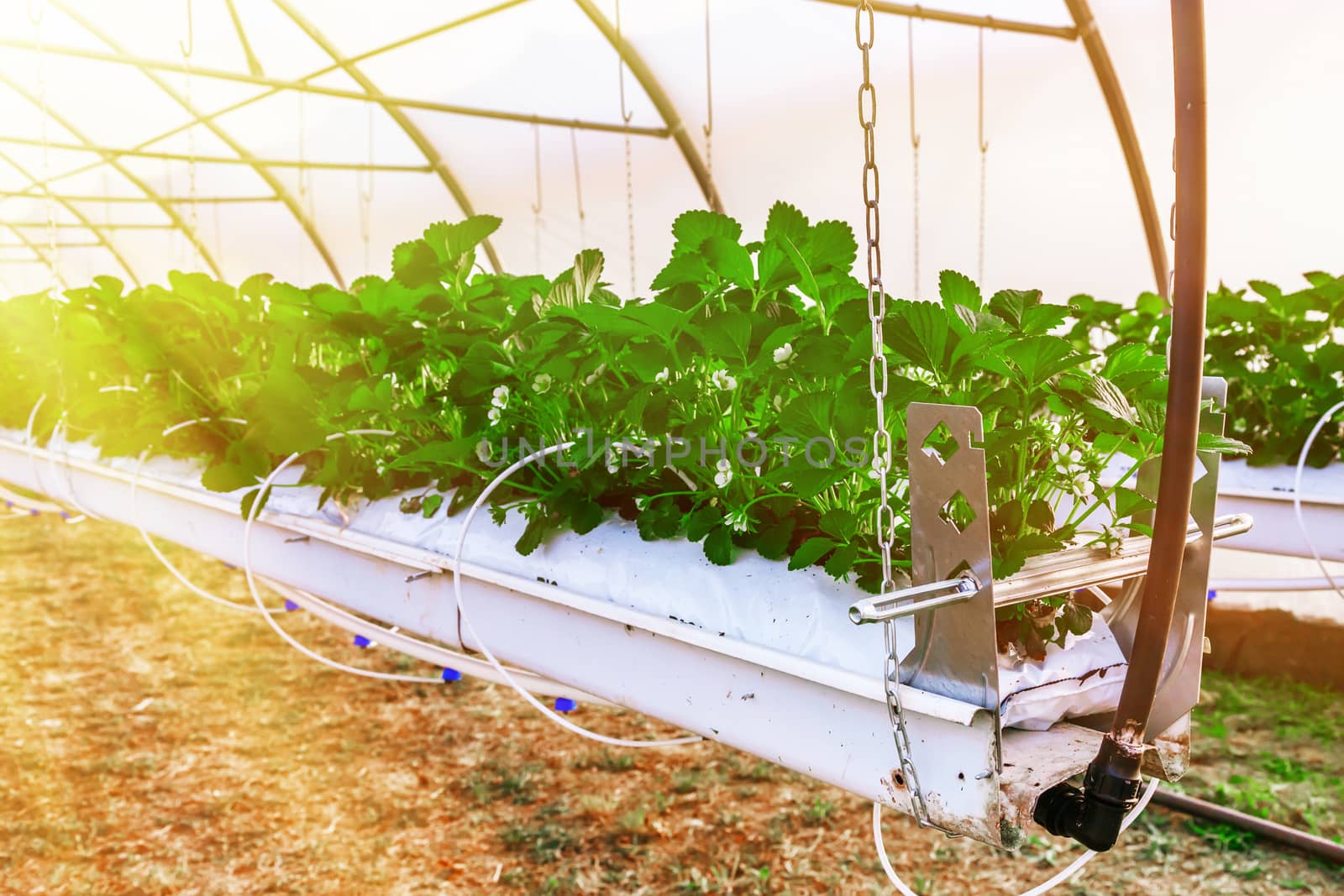 Close-up view on strawberry plant on greenhouse